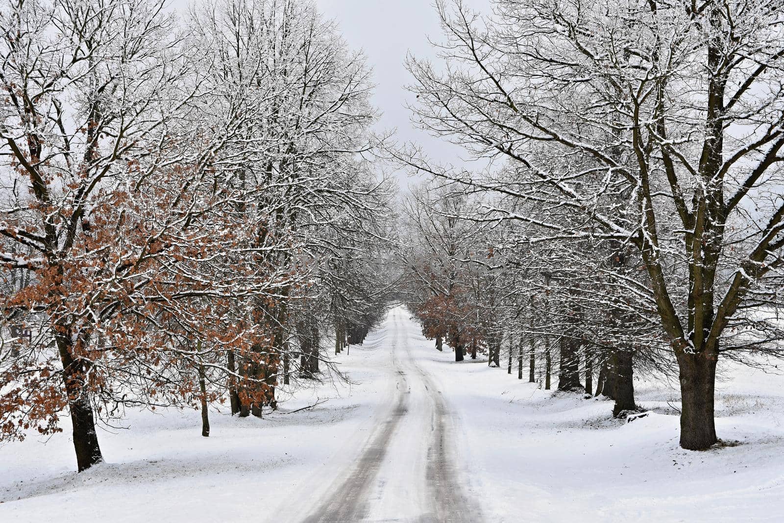 Winter landscape - frosty trees in the forest. Nature covered with snow. Beautiful seasonal natural background.