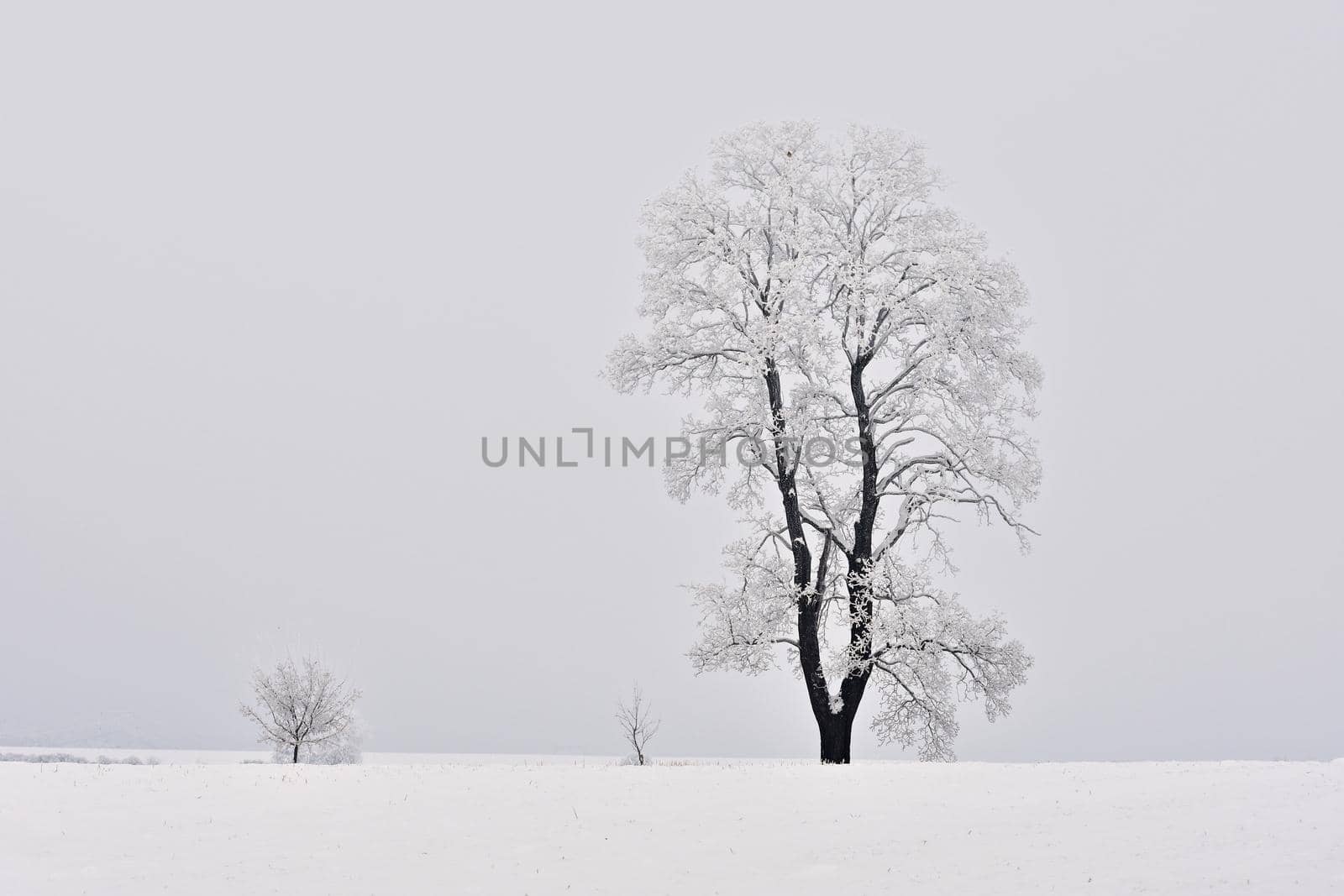 Winter landscape - frosty trees in the forest. Nature covered with snow. Beautiful seasonal natural background.