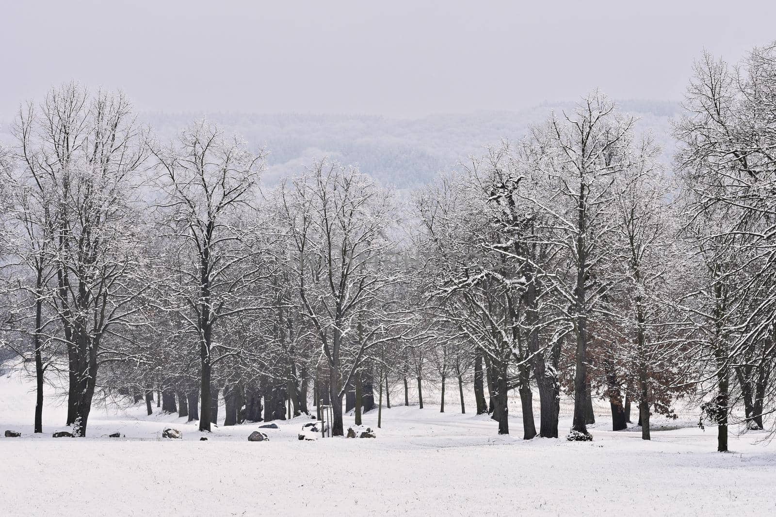 Winter landscape - frosty trees in the forest. Nature covered with snow. Beautiful seasonal natural background.
