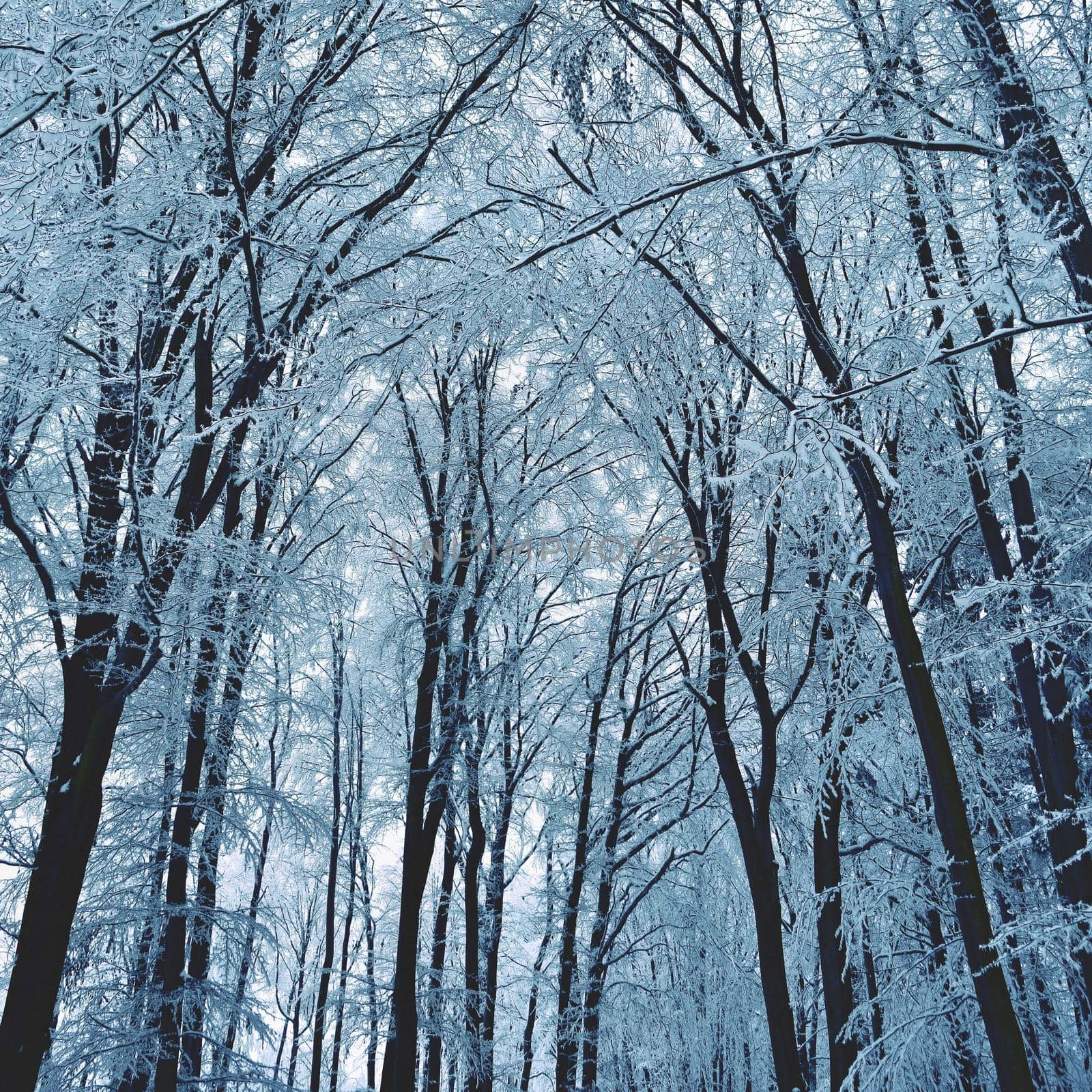 Winter landscape - frosty trees in the forest. Nature covered with snow. Beautiful seasonal natural background. by Montypeter