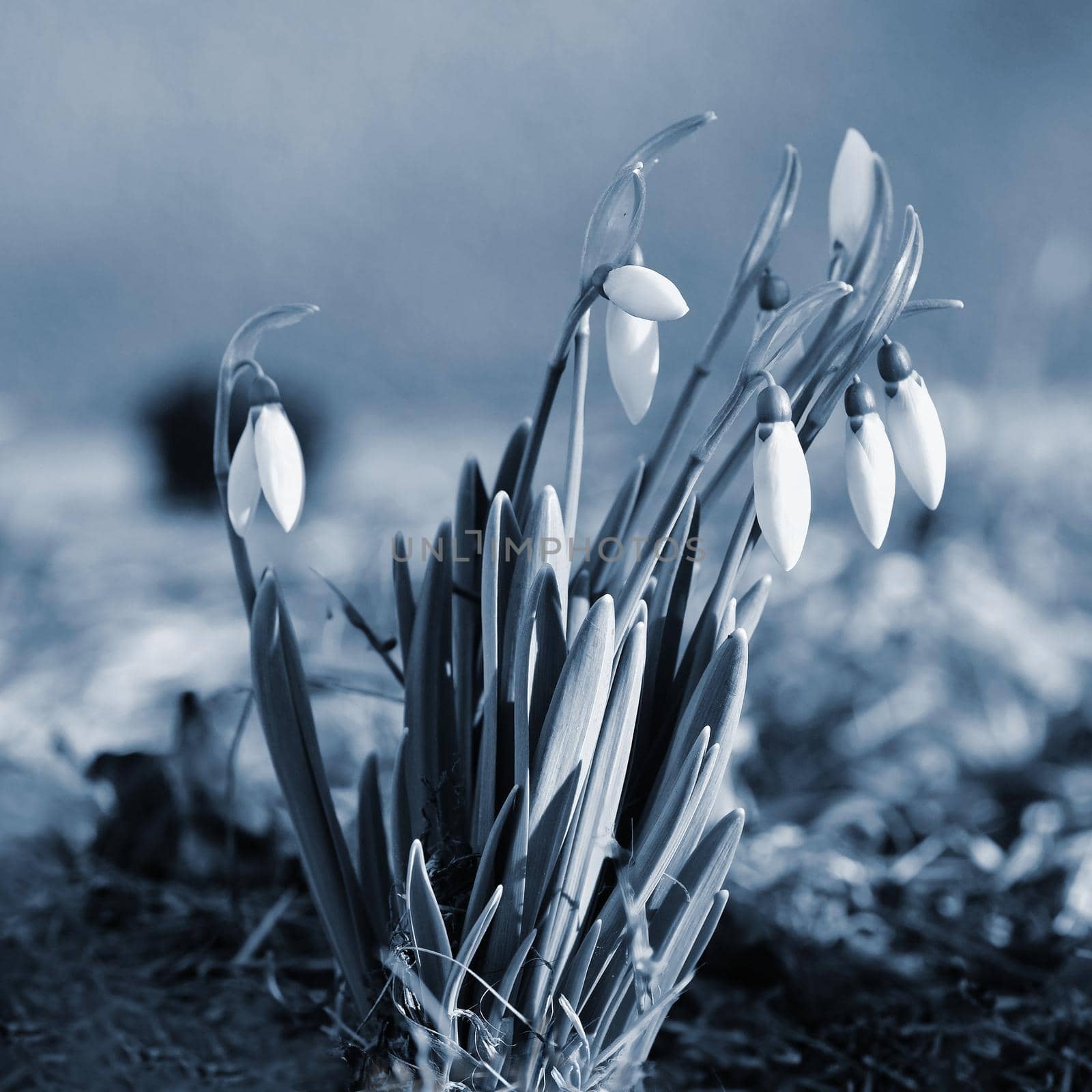 Spring flowers - snowdrops. Beautifully blooming in the grass at sunset. Amaryllidaceae - Galanthus nivalis by Montypeter