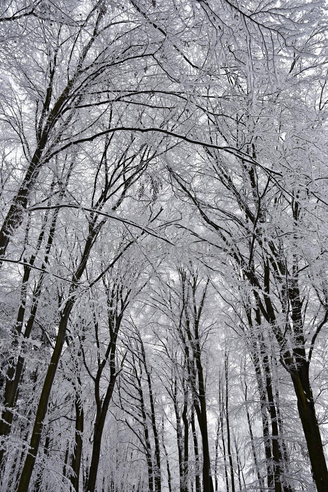 Winter landscape - frosty trees in the forest. Nature covered with snow. Beautiful seasonal natural background.