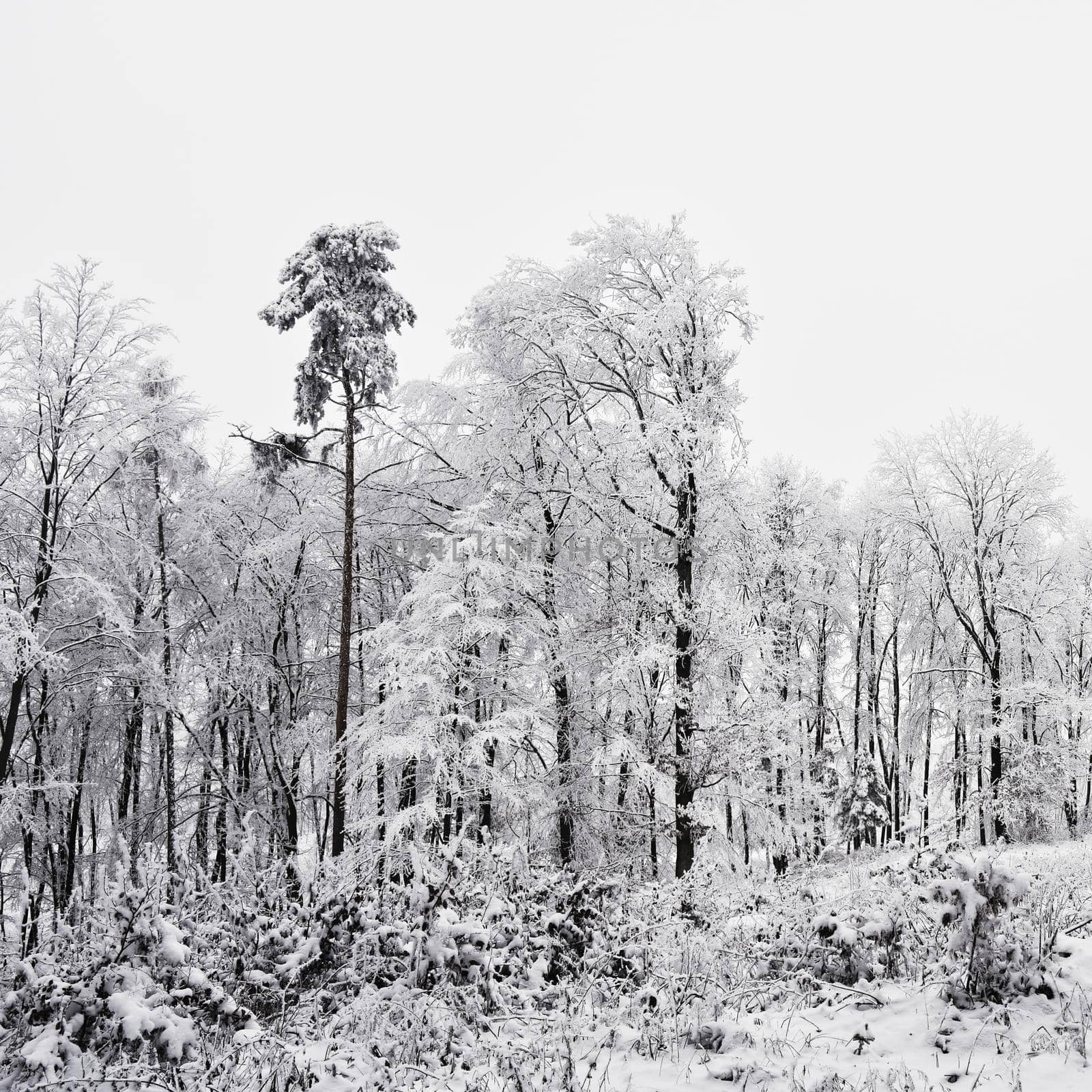 Winter landscape - frosty trees in the forest. Nature covered with snow. Beautiful seasonal natural background.