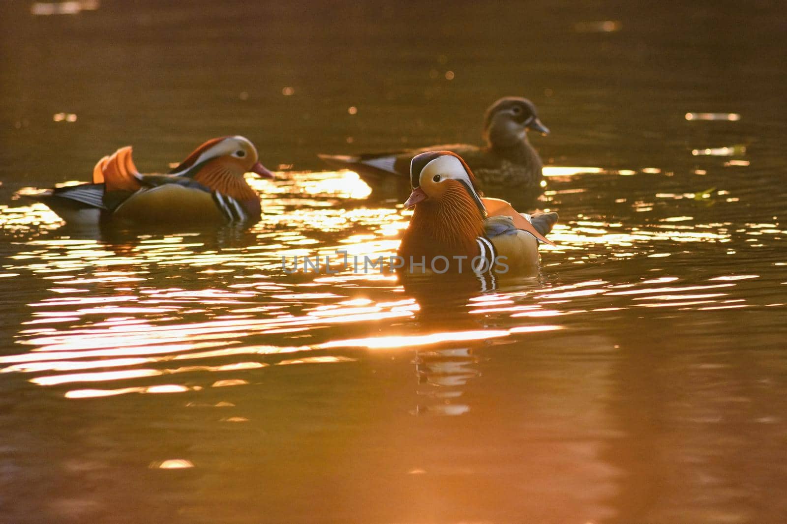 A colourful male mandarin duck. (Aix galericulata)