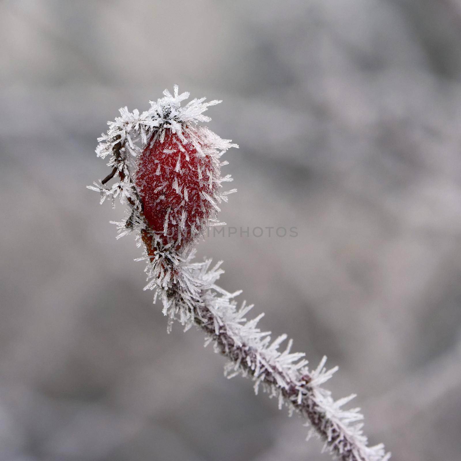 frost rosehip bushes. Beautiful winter seasonal natural background. by Montypeter