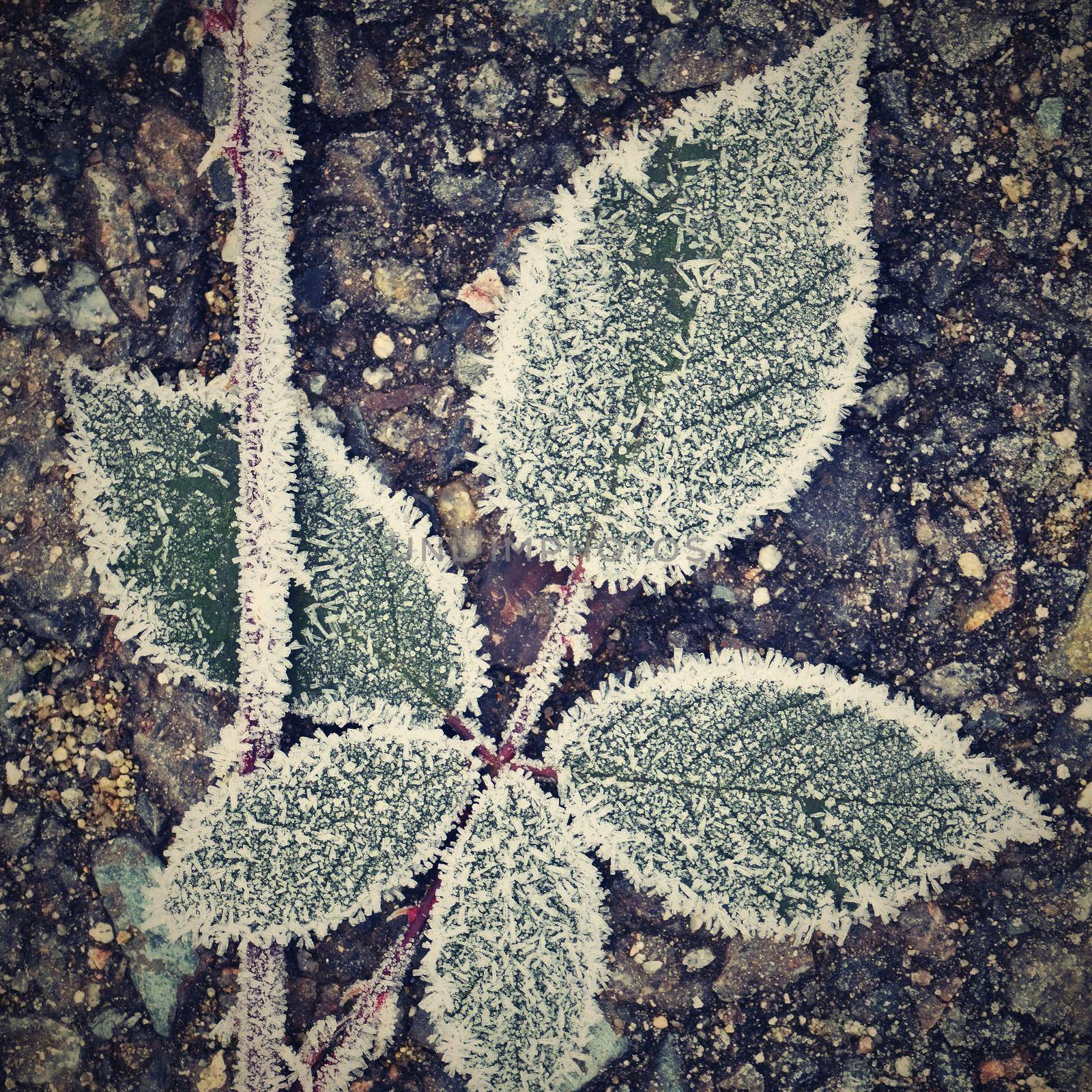 Frost on branches. Beautiful winter seasonal natural background. by Montypeter