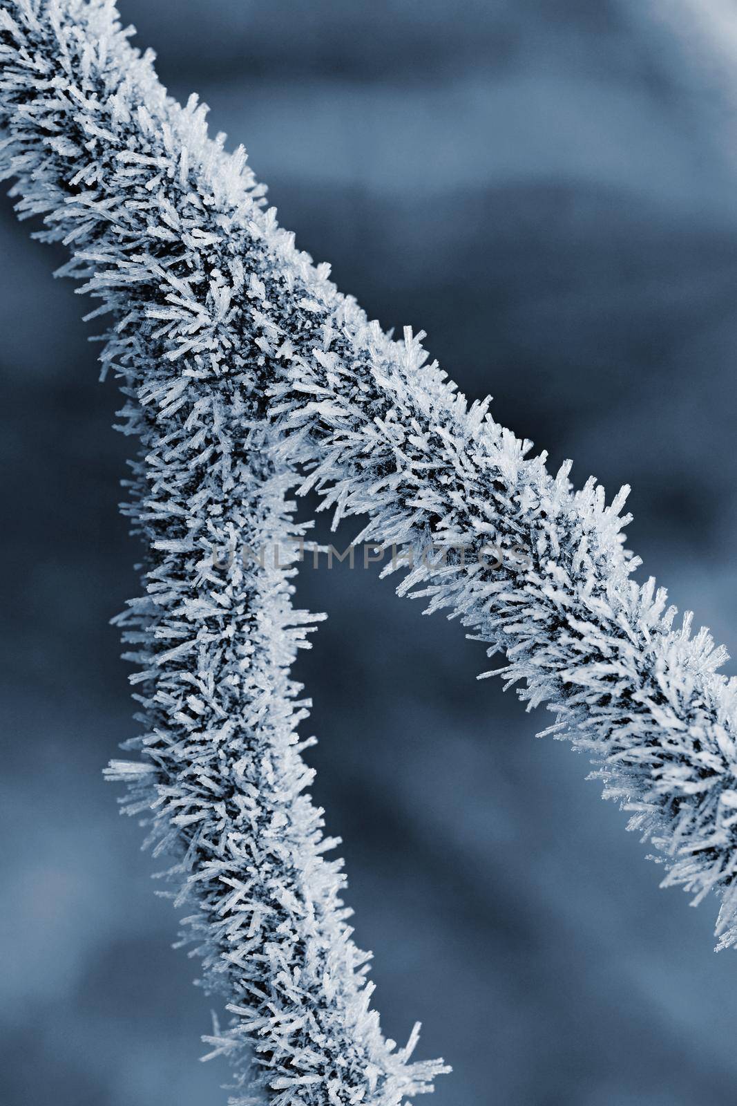 Frost on branches. Beautiful winter seasonal natural background.