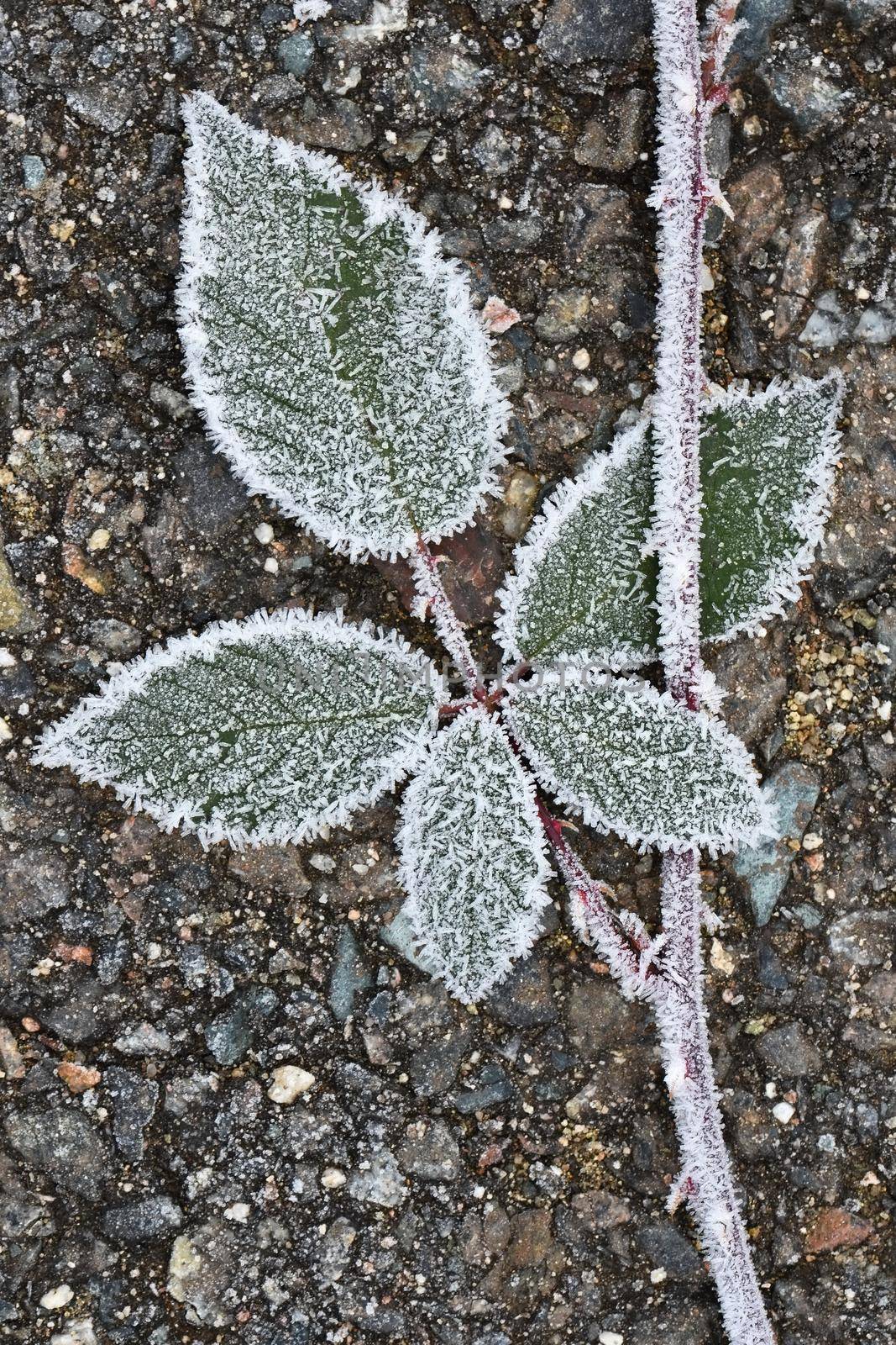 Frost on branches. Beautiful winter seasonal natural background. by Montypeter