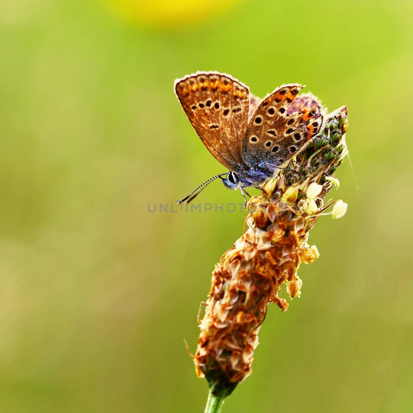 Beautiful little butterfly Common Blue (Polyommatus icarus). Macro shot of nature close up. by Montypeter