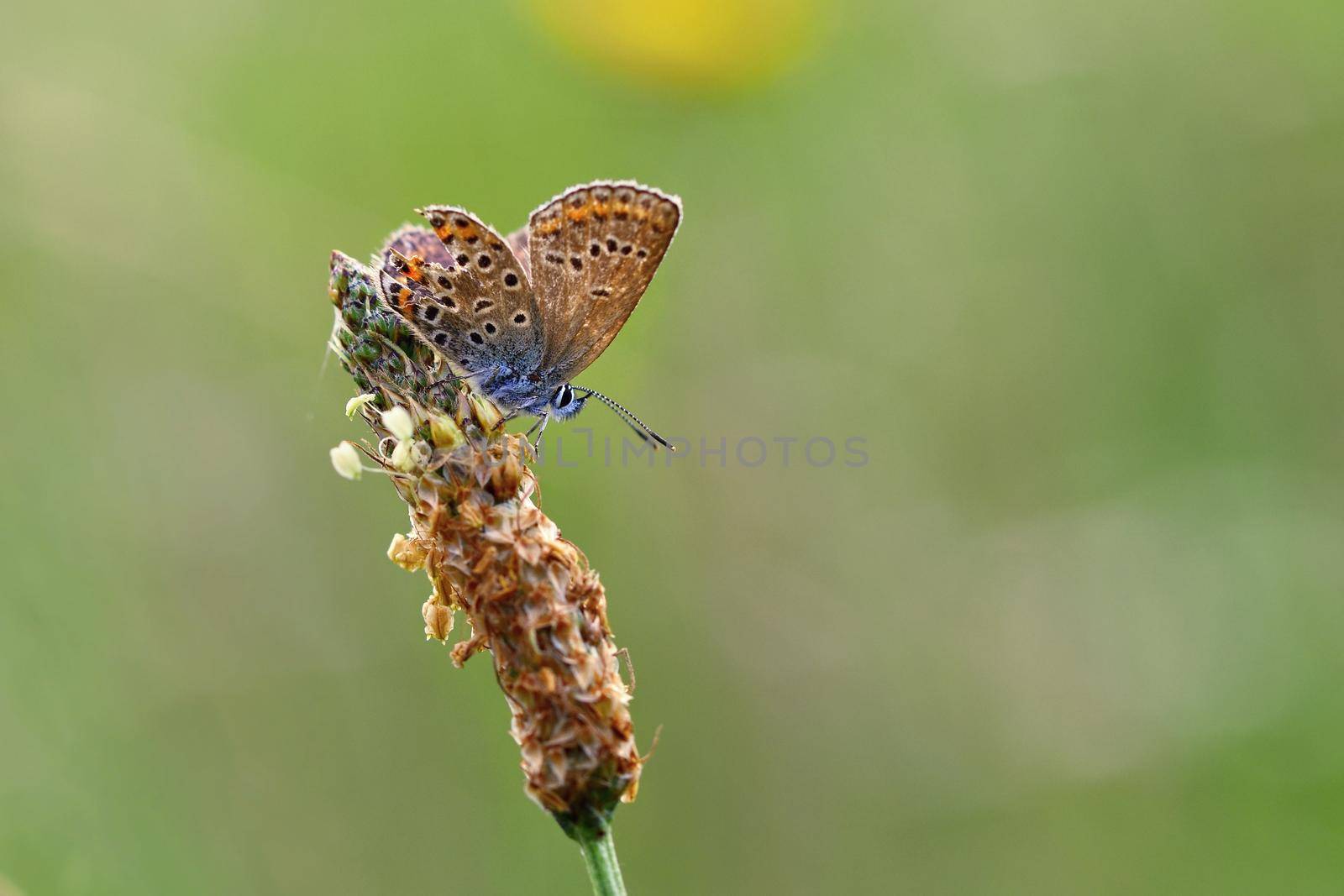 Beautiful little butterfly Common Blue (Polyommatus icarus). Macro shot of nature close up.