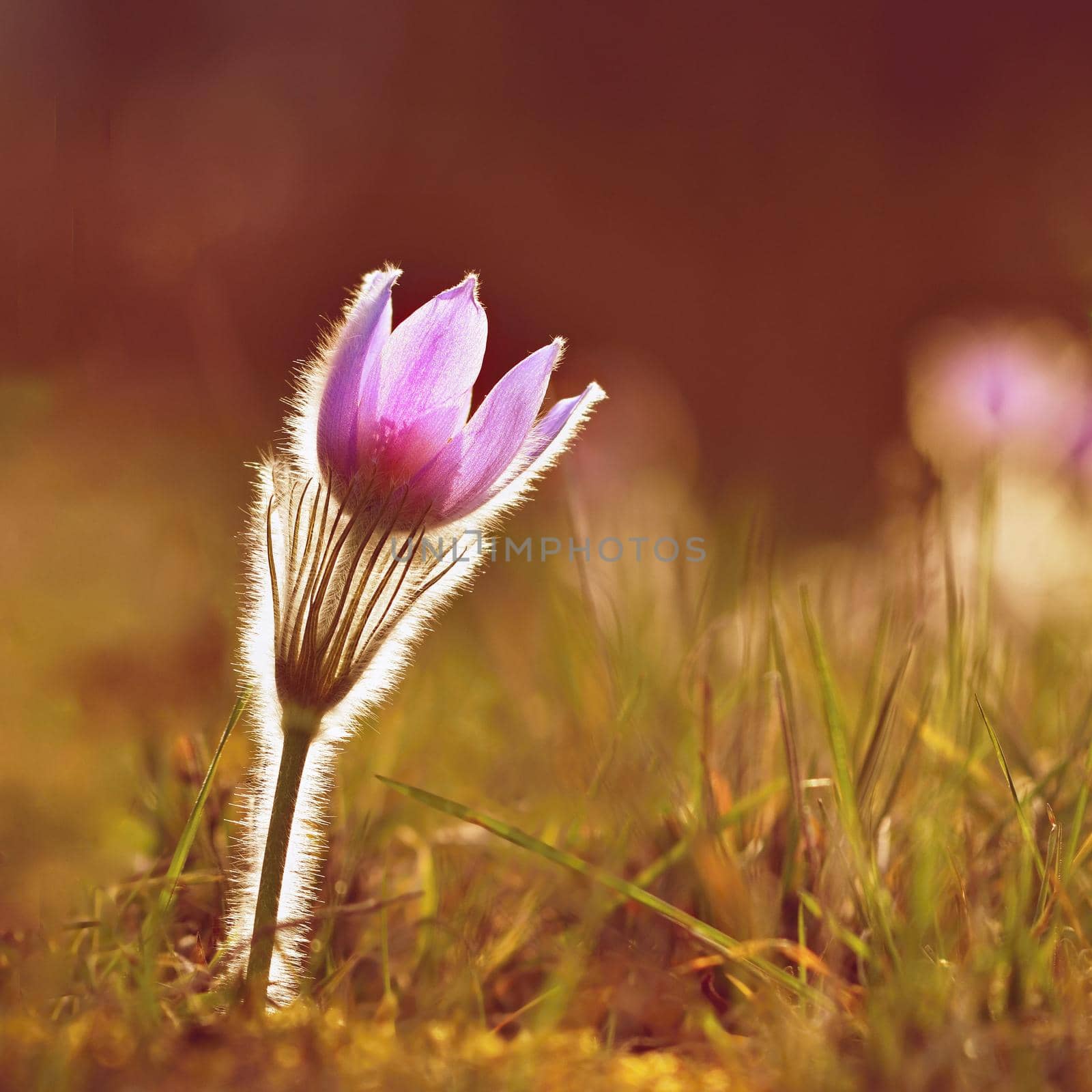 Spring flowers. Beautifully blossoming pasque flower and sun with a natural colored background. (Pulsatilla grandis)