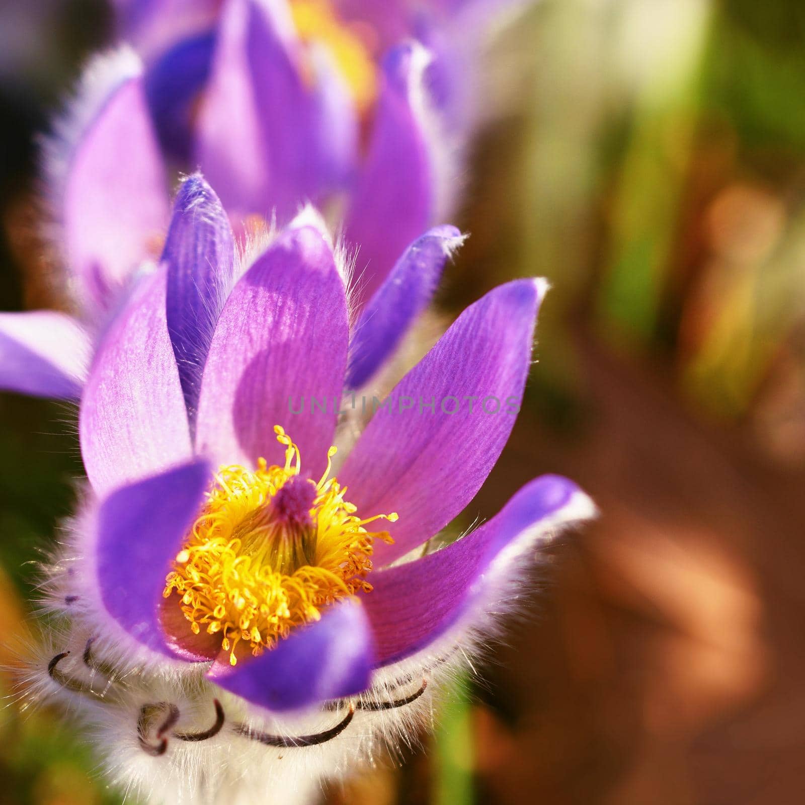 Spring flowers. Beautifully blossoming pasque flower and sun with a natural colored background. (Pulsatilla grandis)