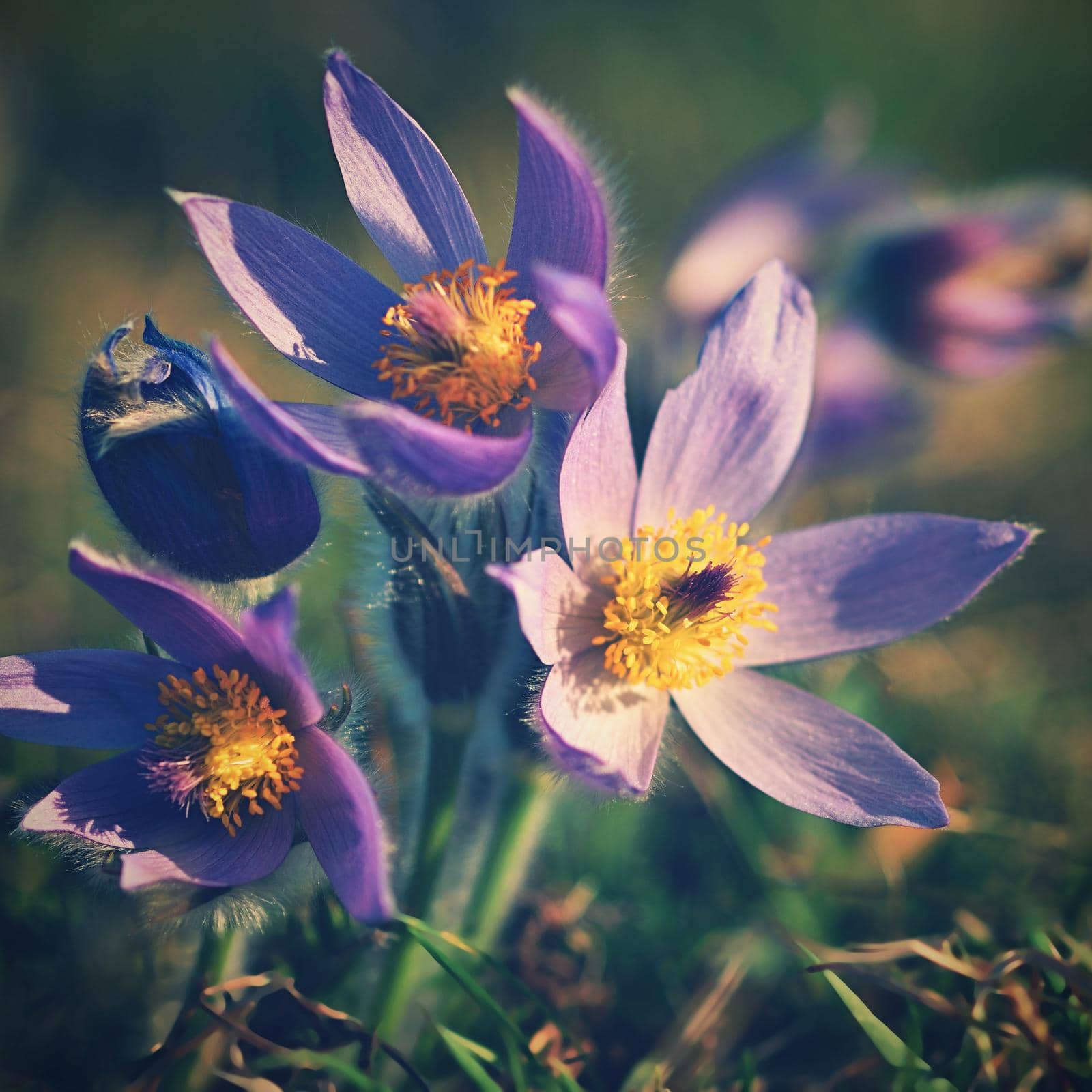 Spring flowers. Beautifully blossoming pasque flower and sun with a natural colored background. (Pulsatilla grandis)