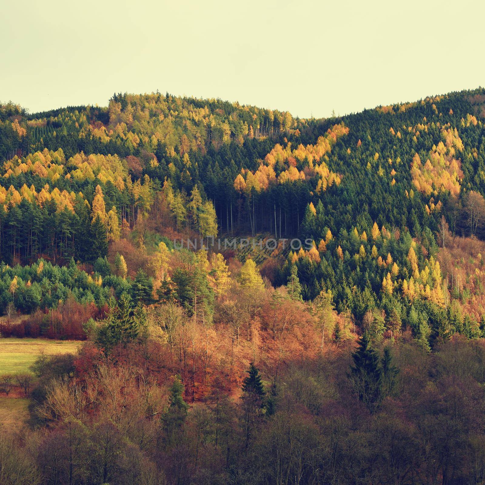 Beautiful landscape with magic autumn trees by Montypeter