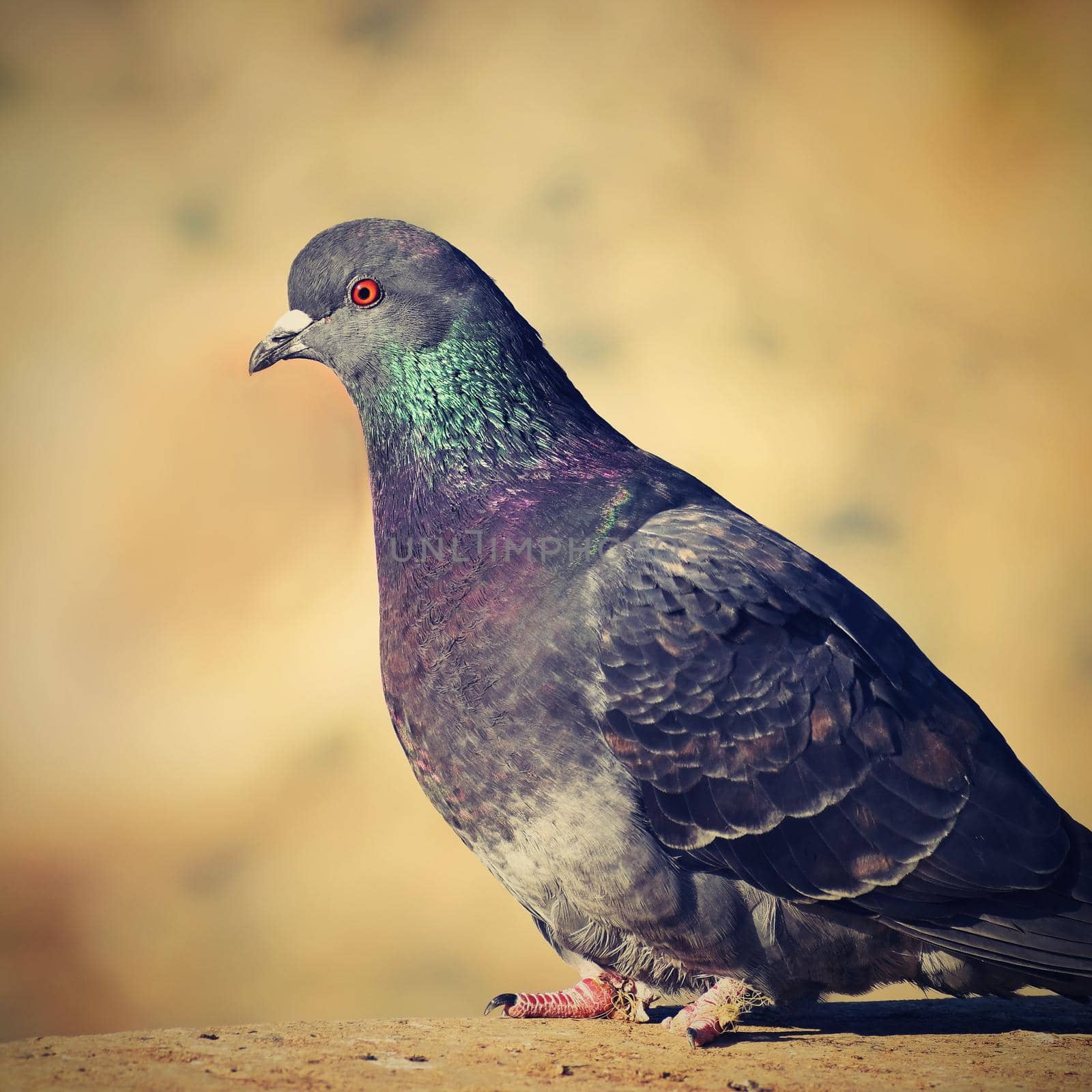 Beautiful photo of a bird. Feral pigeon (Columba livia domestica) and colourful background.