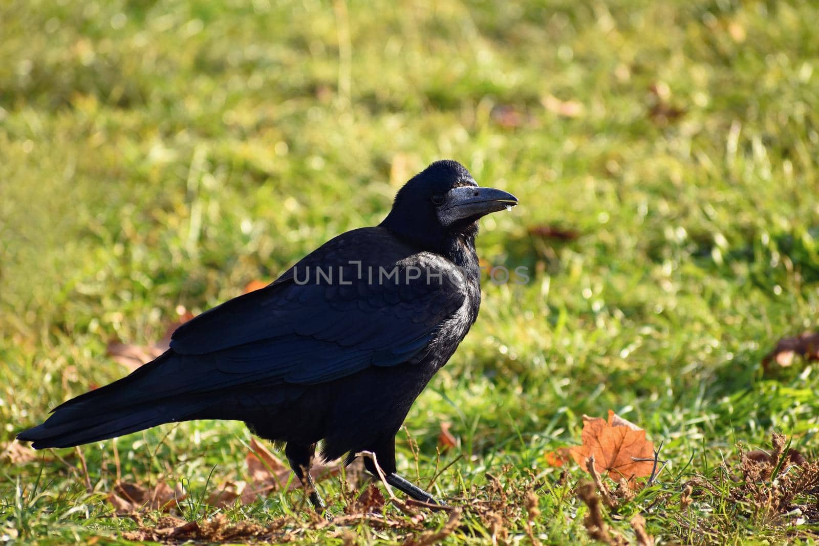 Beautiful photo of a bird - raven / crow in autumn nature. (Corvus frugilegus)