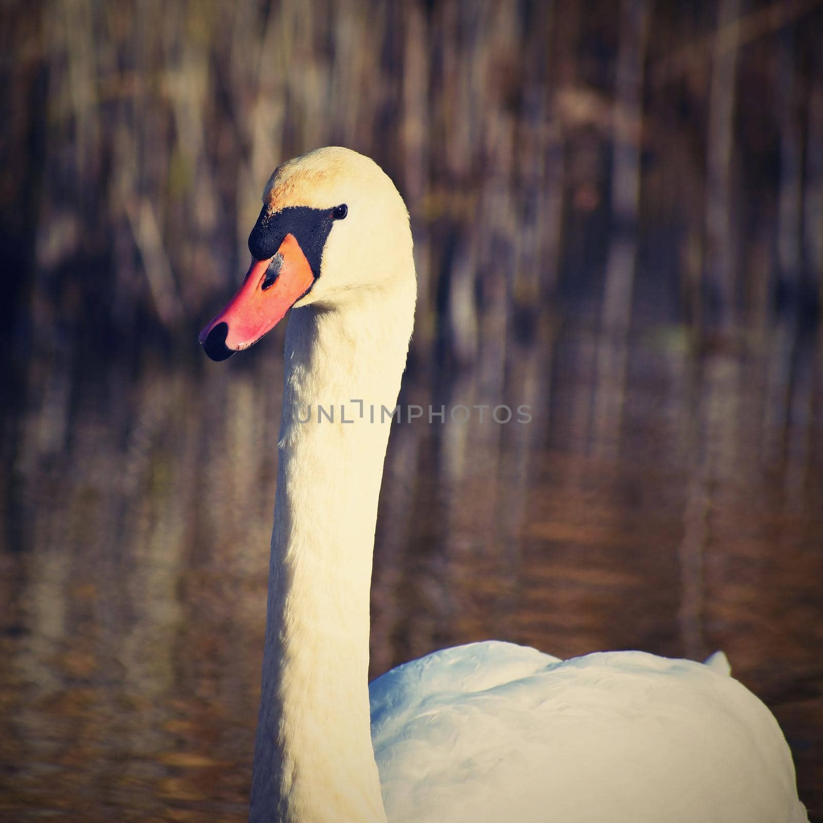 Beautiful swan at the pond. Beautiful natural colored background with wild animals. 