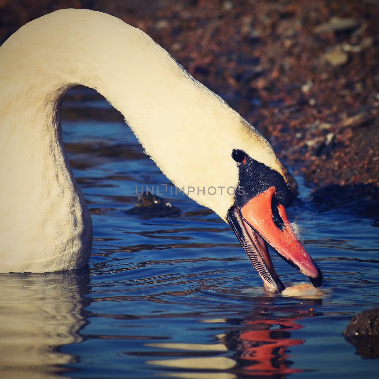 Beautiful swan at the pond. Beautiful natural colored background with wild animals.  by Montypeter