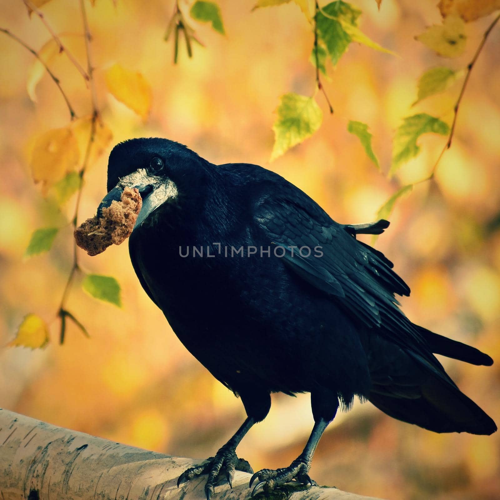 Beautiful picture of a bird - raven / crow in autumn nature. (Corvus frugilegus) by Montypeter