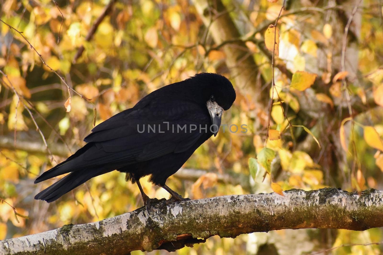 Beautiful picture of a bird - raven / crow in autumn nature.
(Corvus frugilegus)