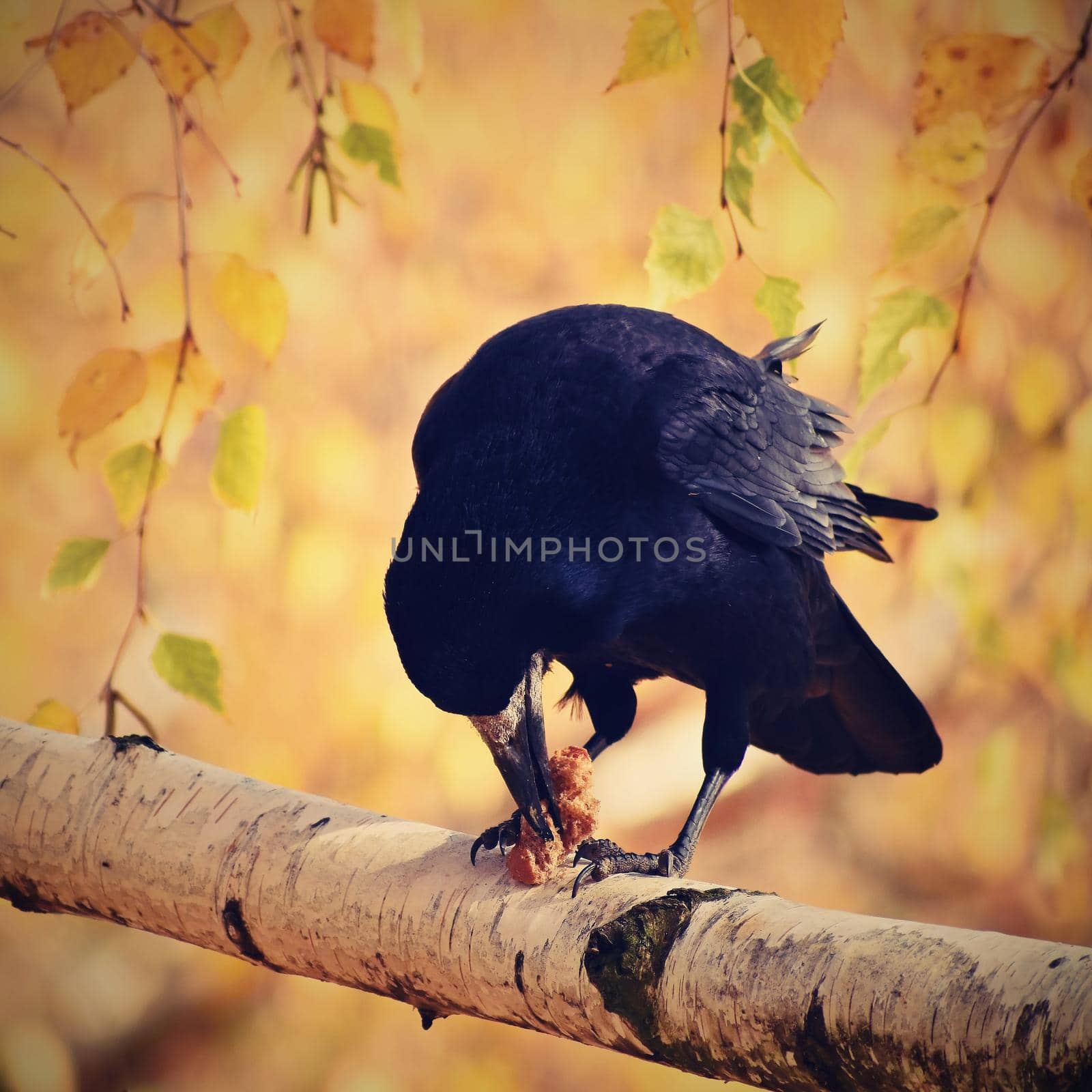 Beautiful picture of a bird - raven / crow in autumn nature. (Corvus frugilegus) by Montypeter