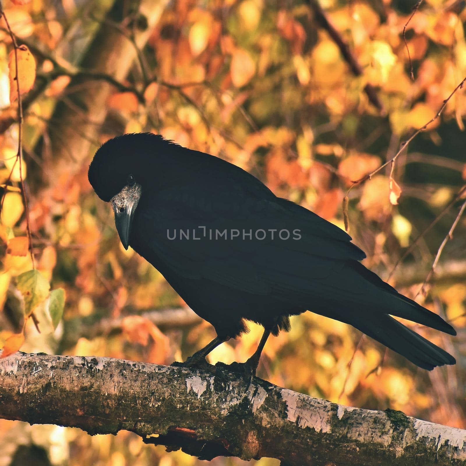 Beautiful picture of a bird - raven / crow in autumn nature. (Corvus frugilegus) by Montypeter