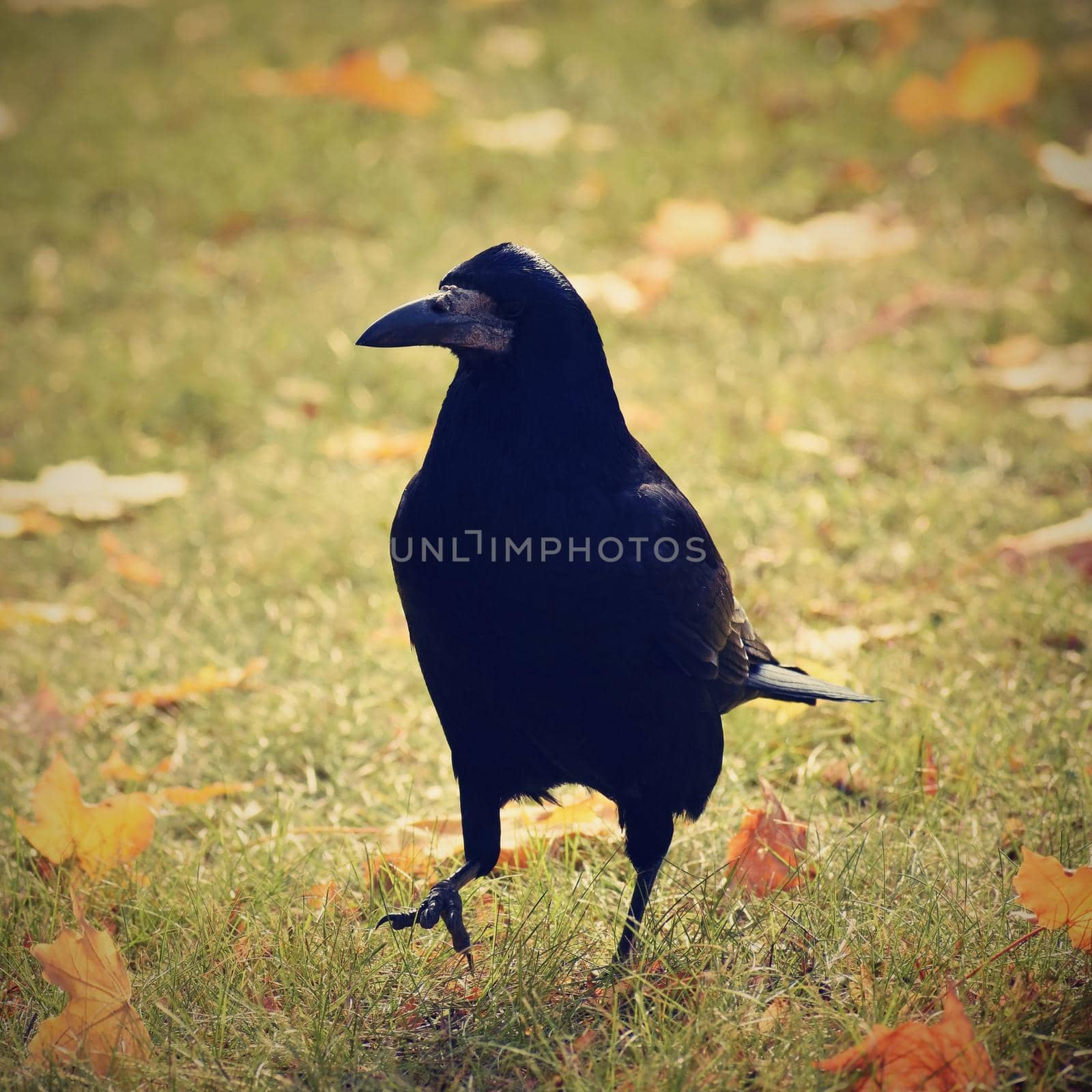 Beautiful picture of a bird - raven / crow in autumn nature.
(Corvus frugilegus)