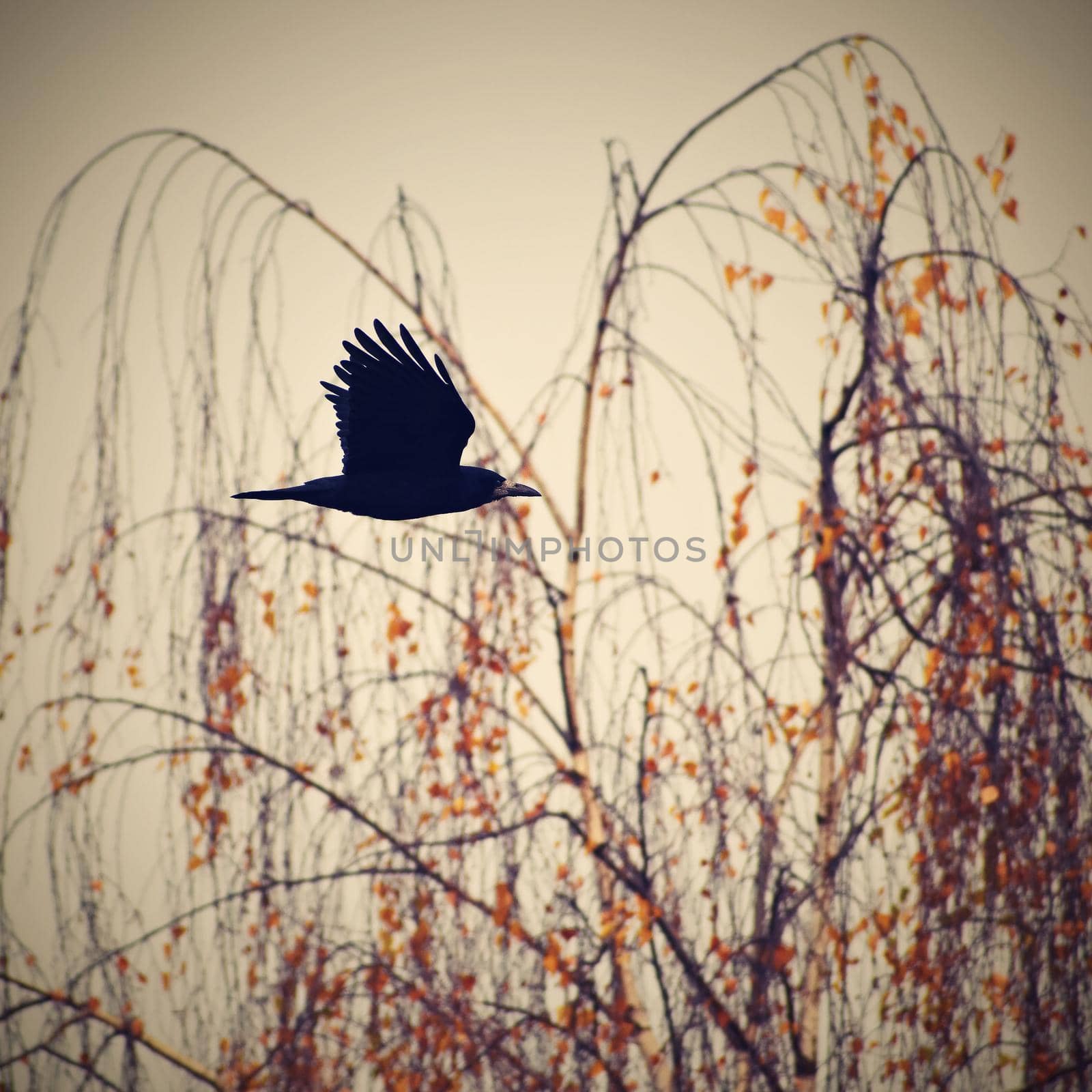 Beautiful picture of a bird - raven / crow in autumn nature. (Corvus frugilegus) by Montypeter