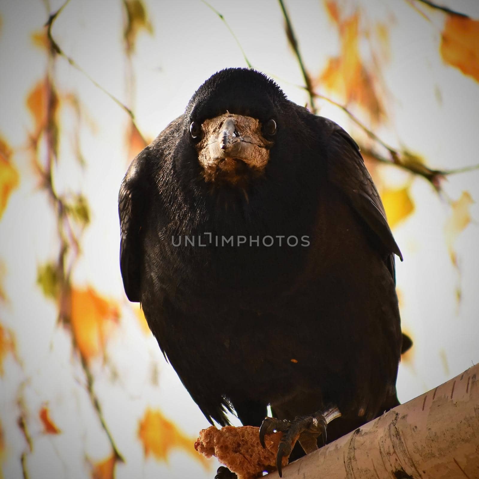 Beautiful picture of a bird - raven / crow in autumn nature. (Corvus frugilegus) by Montypeter