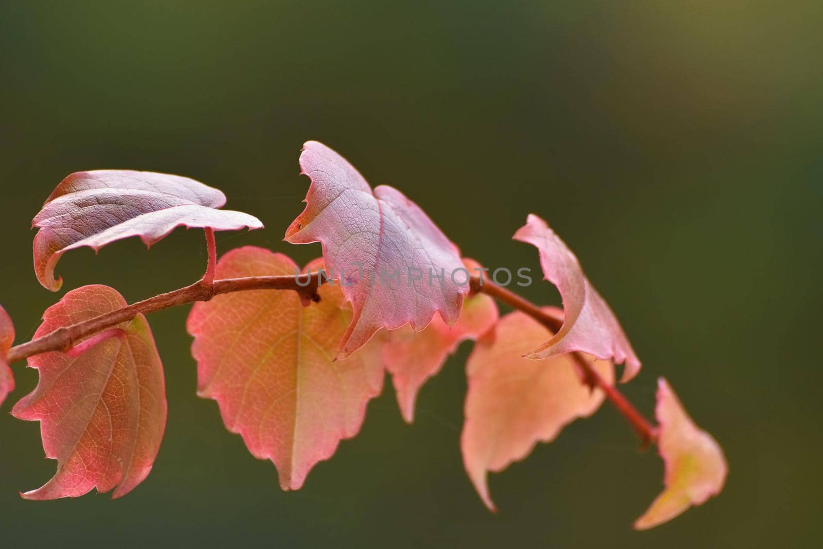 Autumn leaves. Natural seasonal colored background. Colorful foliage in the park. by Montypeter