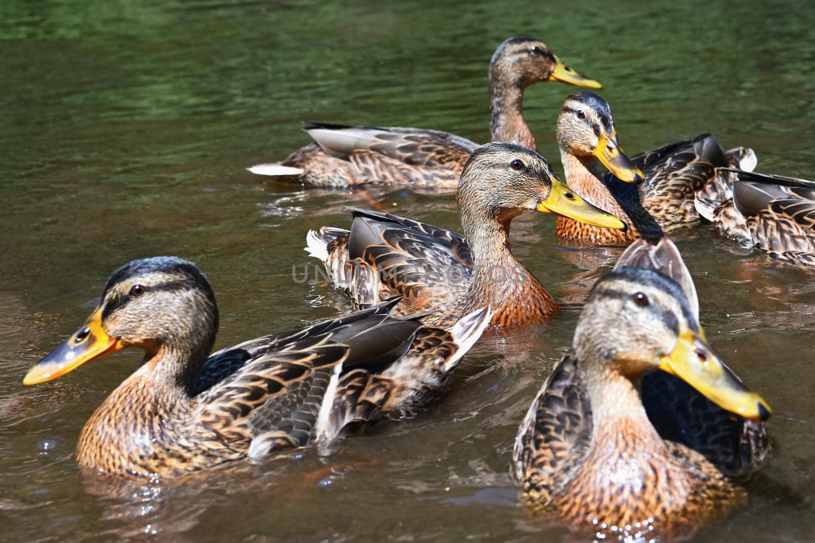 Wild ducks chick (Anas platyrhynchos) by Montypeter