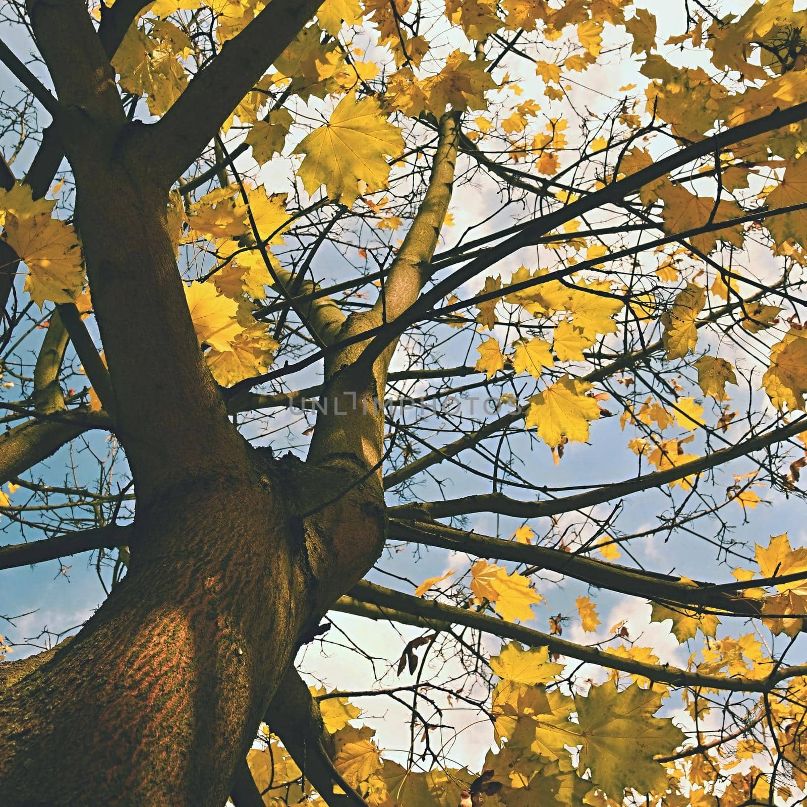 Autumn leaves on the tree. Natural seasonal colored background. by Montypeter