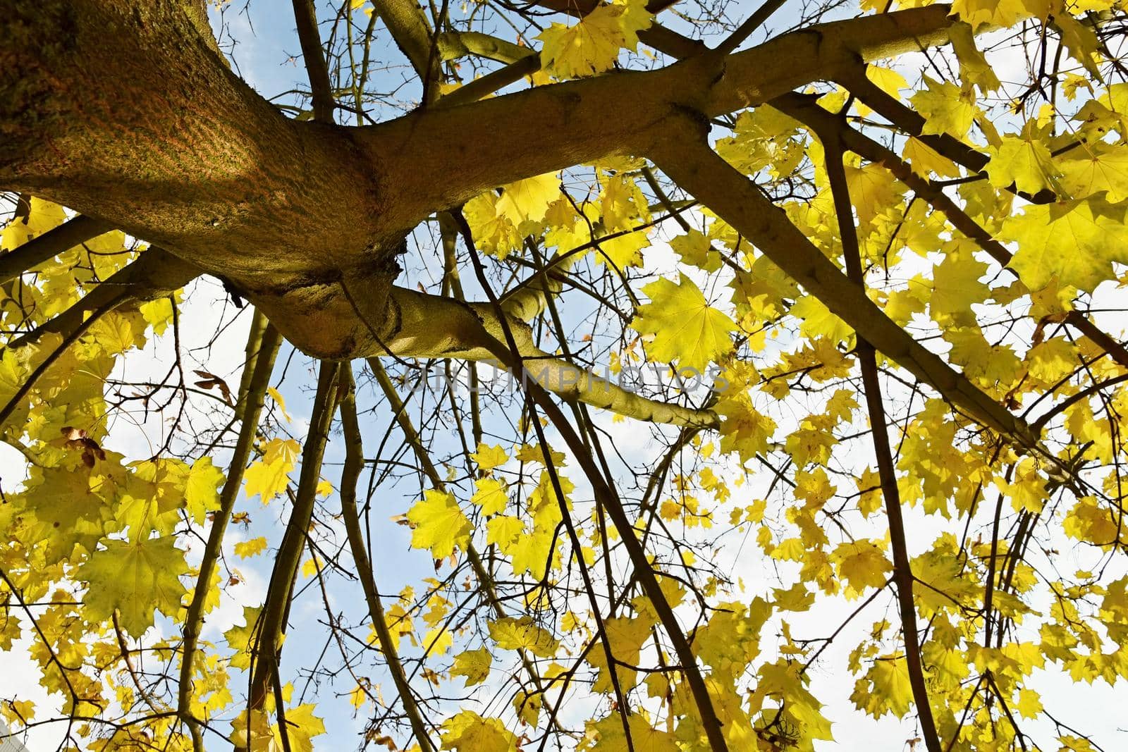 Autumn leaves on the tree. Natural seasonal colored background. by Montypeter