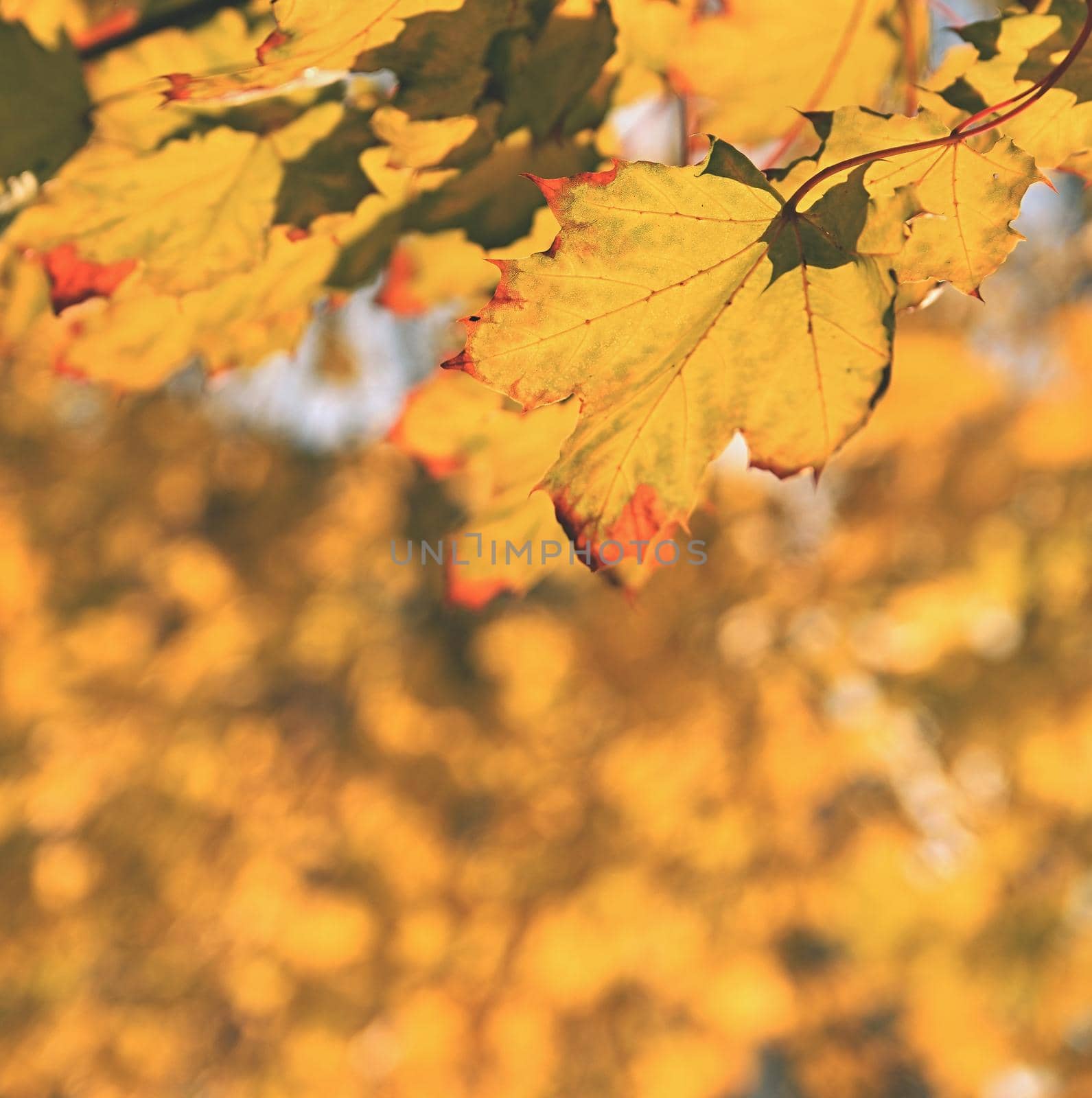 Autumn leaves on the tree. Natural seasonal colored background. by Montypeter