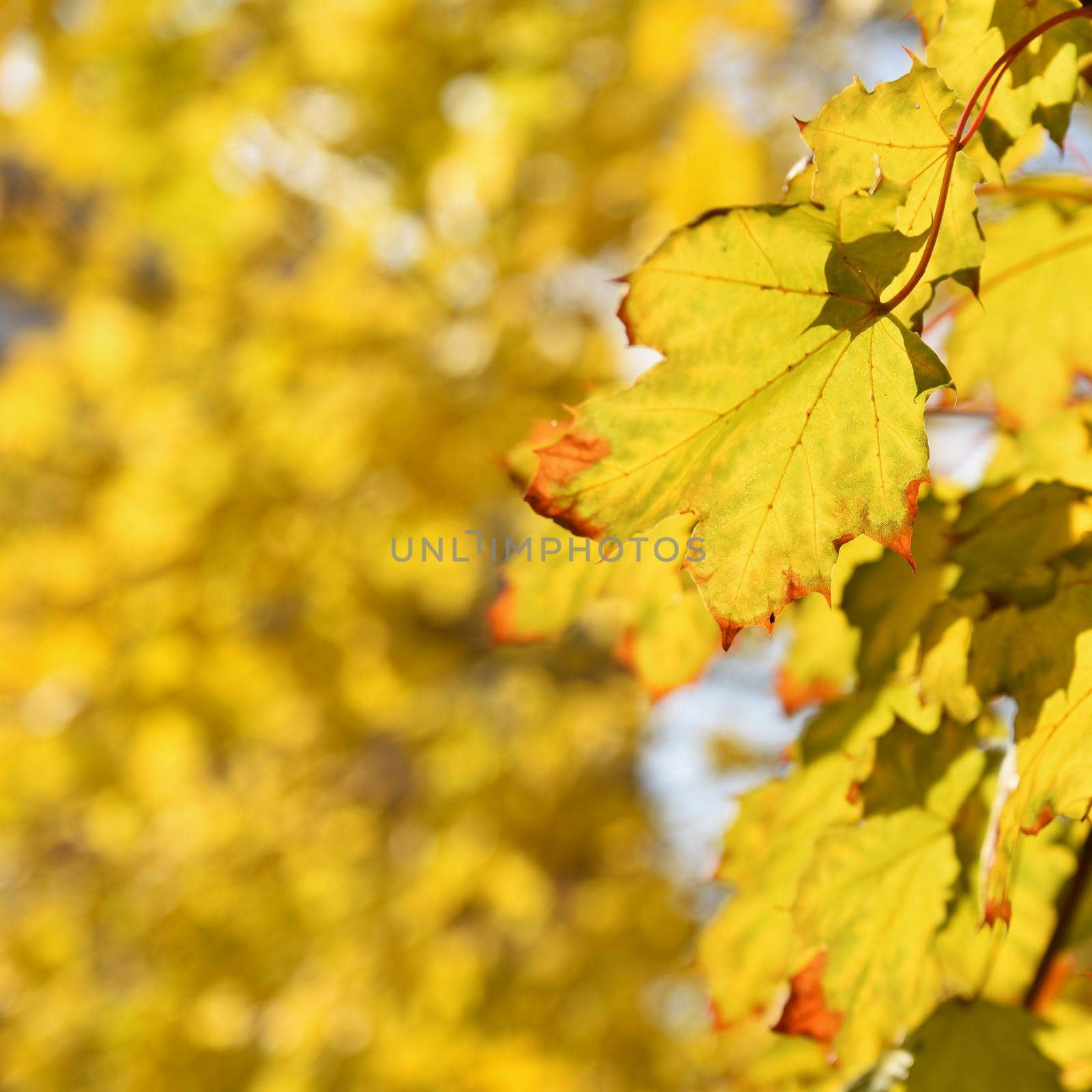 Autumn leaves on the tree. Natural seasonal colored background. by Montypeter