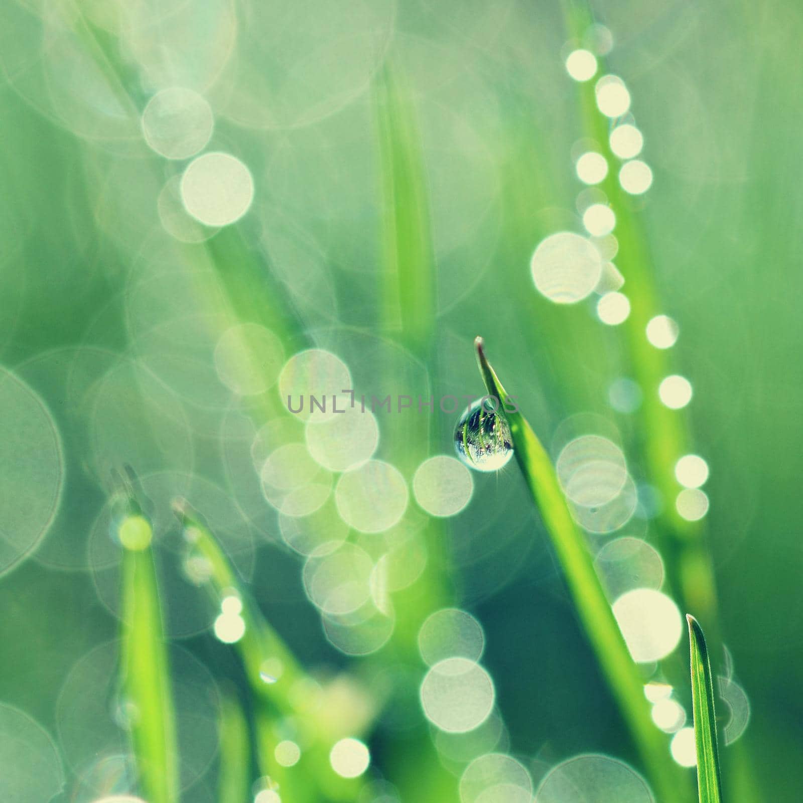 Spring. Beautiful natural background of green grass with dew and water drops. Seasonal concept - morning in nature.