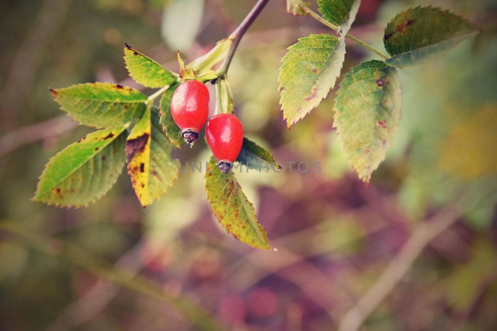 Rose bush with berries. (pometum) Rosehip. Autumn harvest time to prepare a healthy domestic tea by Montypeter