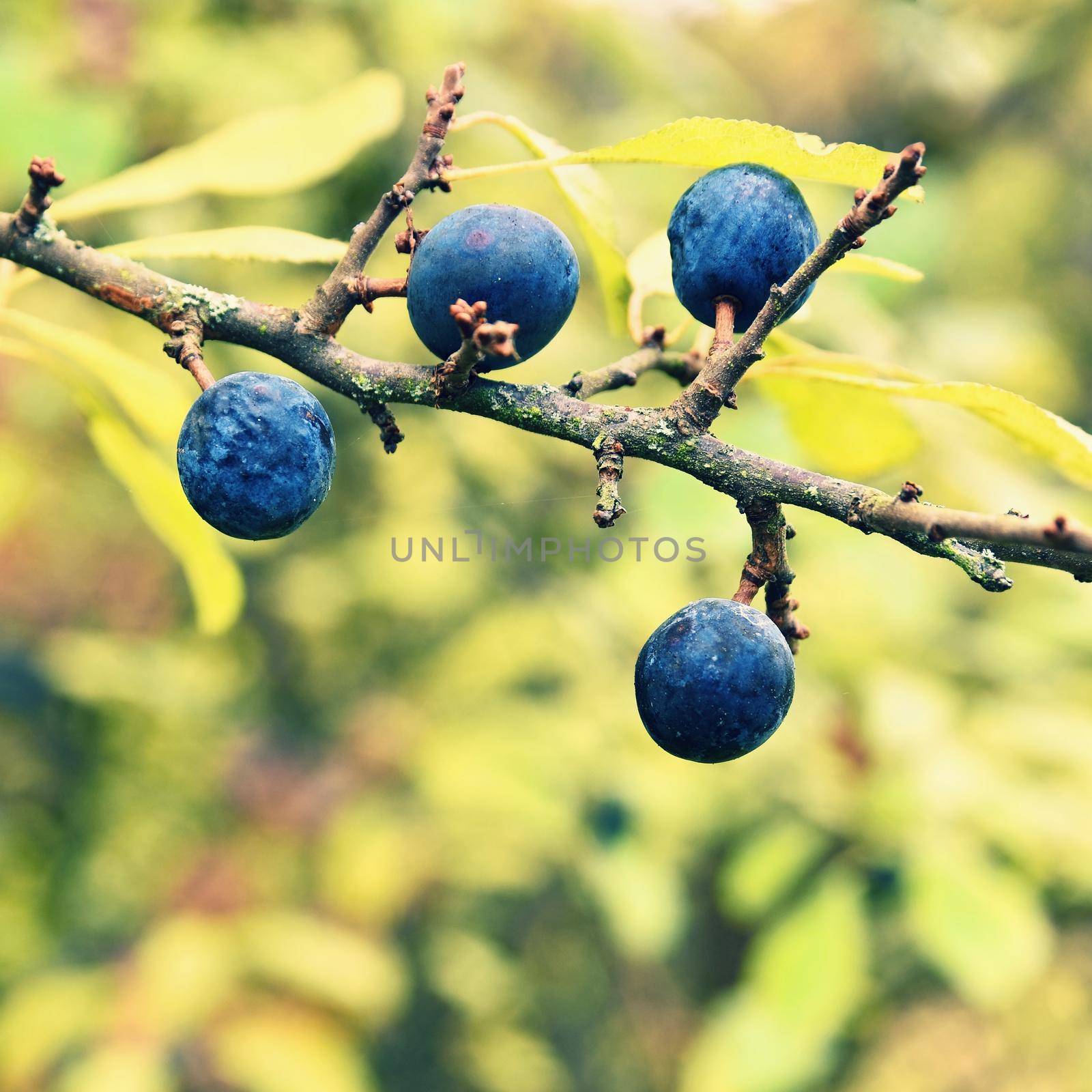 Blackthorn tree. Beautiful and healthy fruits of autumn.