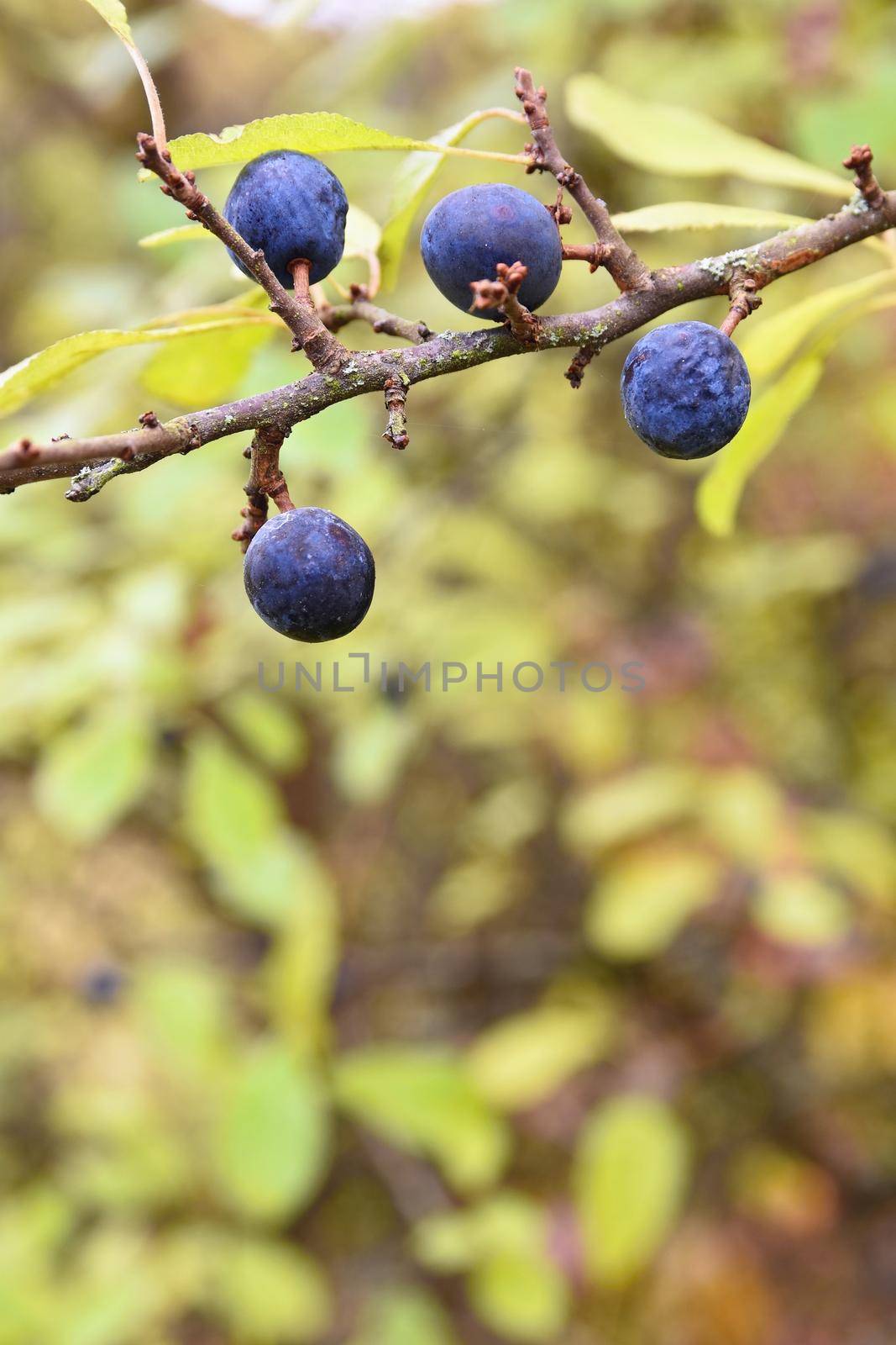 Blackthorn tree. Beautiful and healthy fruits of autumn. by Montypeter