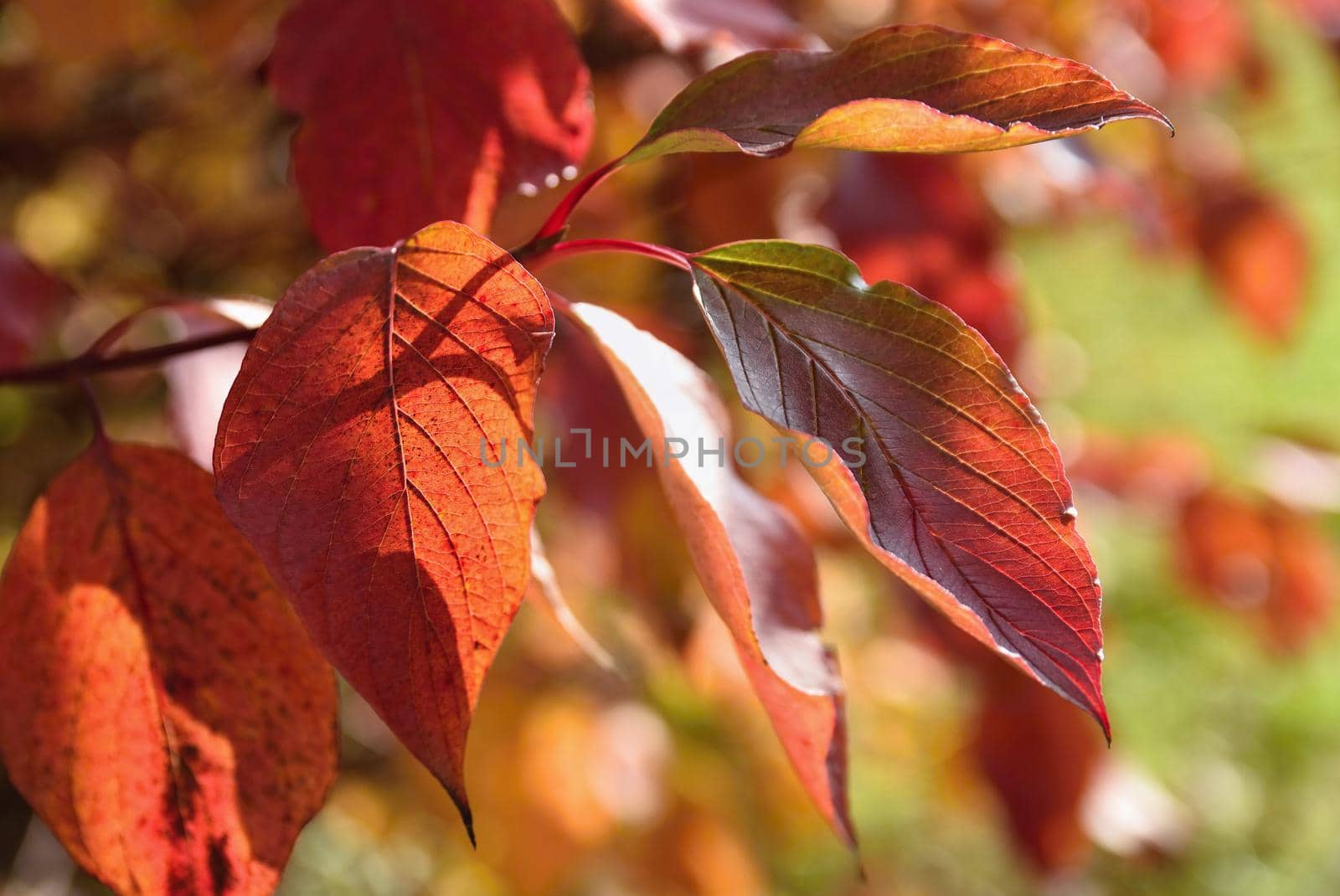 Autumn leaves. Natural seasonal colored background. Colorful foliage in the park. by Montypeter