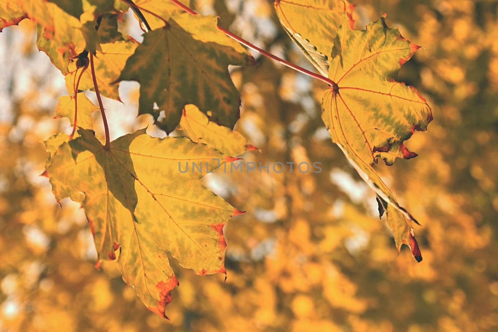 Autumn leaves. Natural seasonal colored background. Colorful foliage in the park. by Montypeter