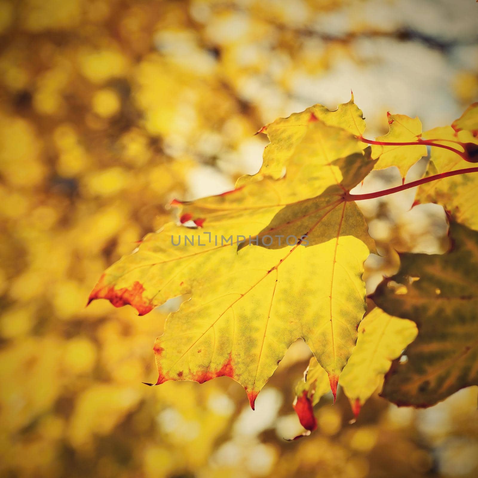 Autumn leaves. Natural seasonal colored background. Colorful foliage in the park. by Montypeter