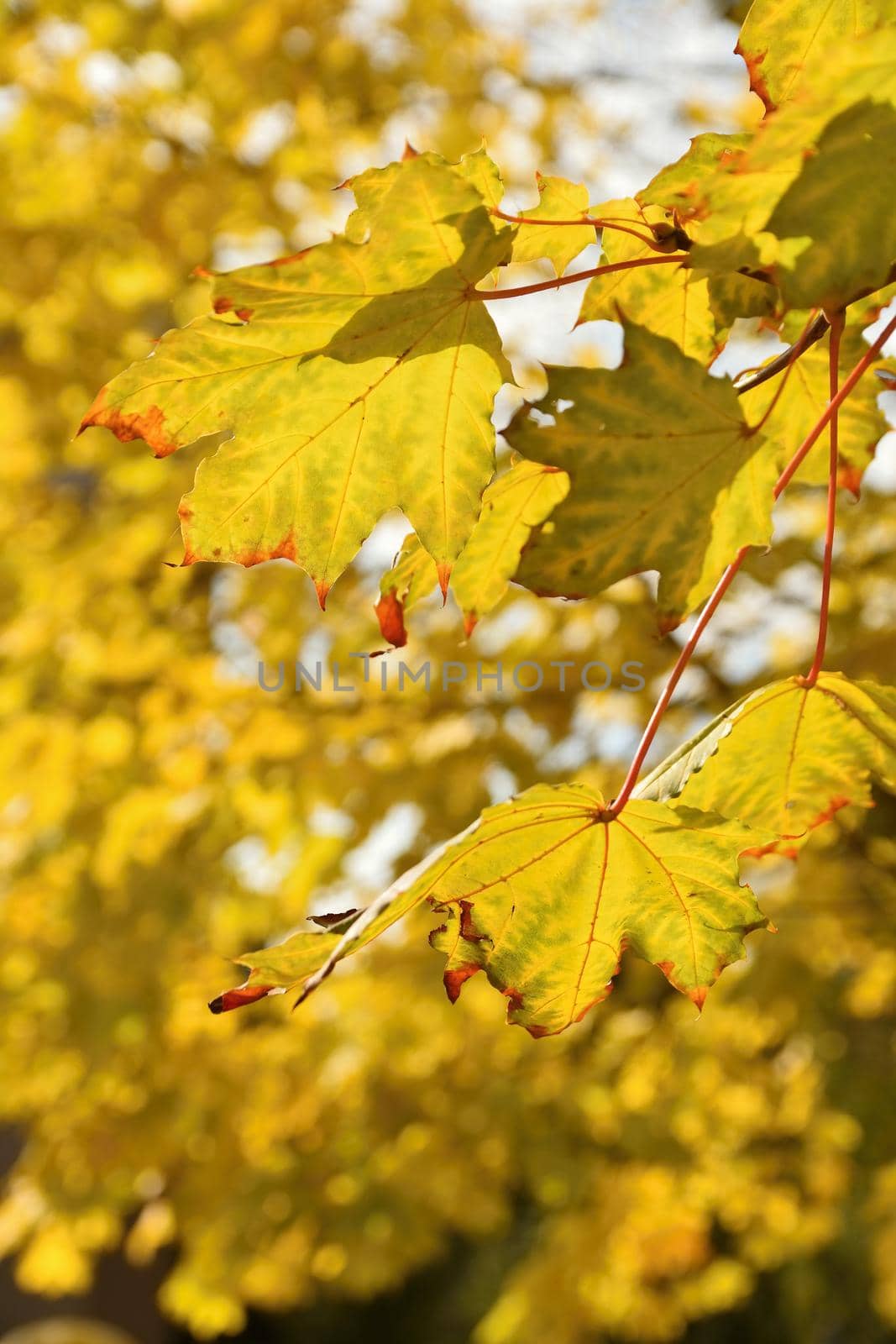 Autumn leaves. Natural seasonal colored background.