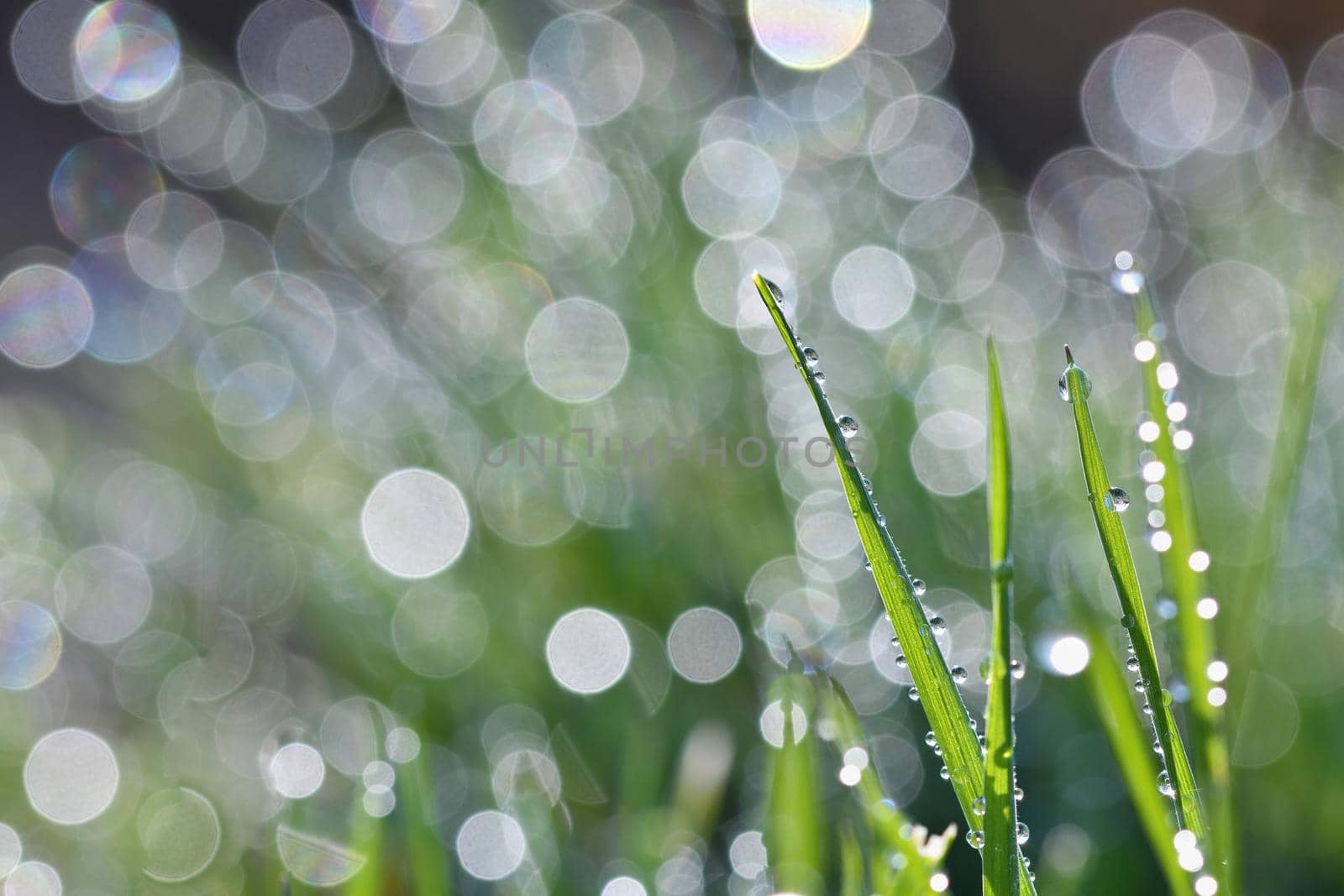 Spring. Beautiful natural background of green grass with dew and water drops. Seasonal concept - morning in nature.