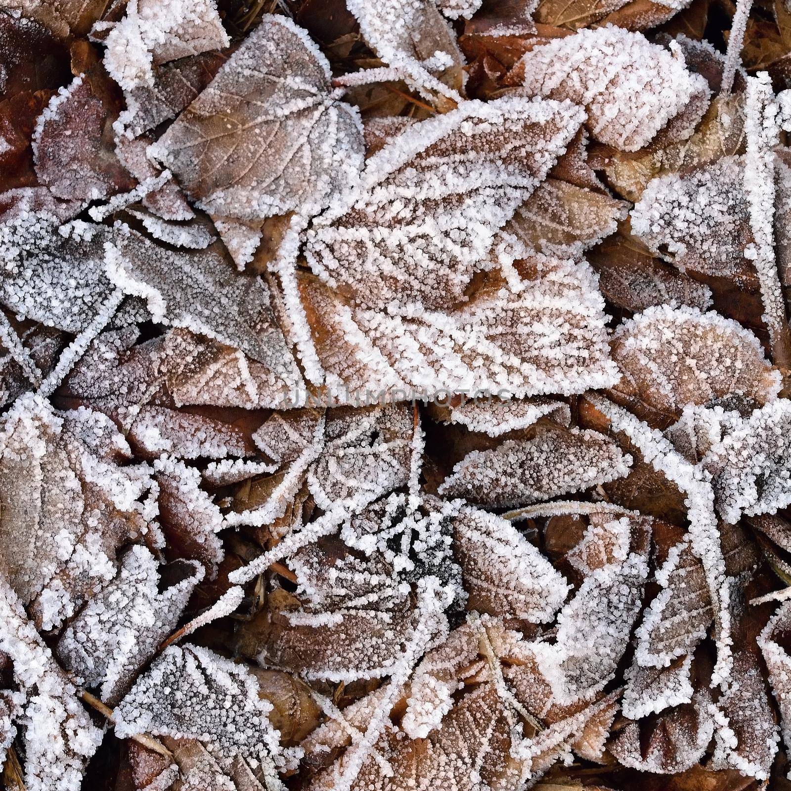 Frozen leaves. Beautiful winter nature background. by Montypeter