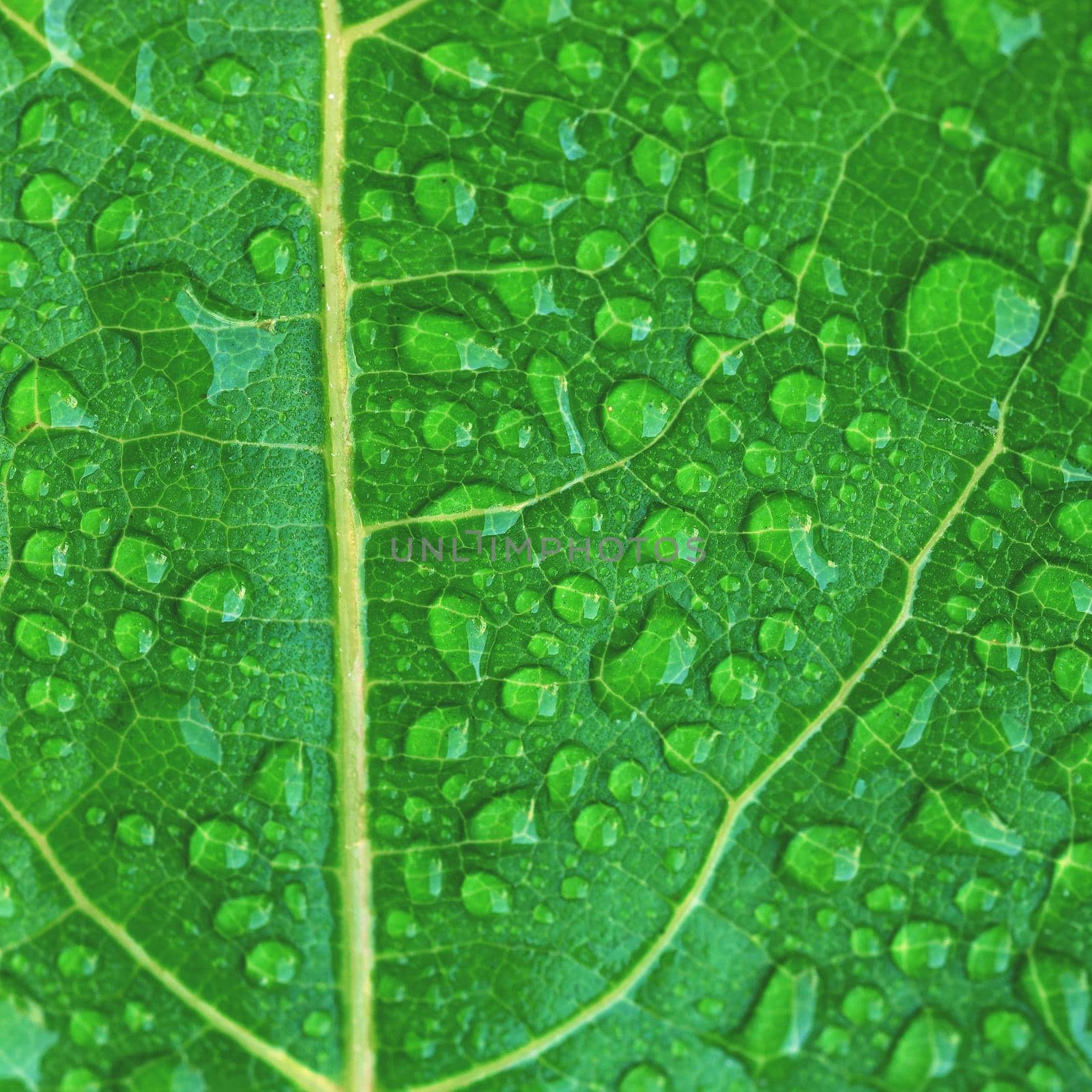 Green dewy leaf. Beautiful green fresh natural background. by Montypeter