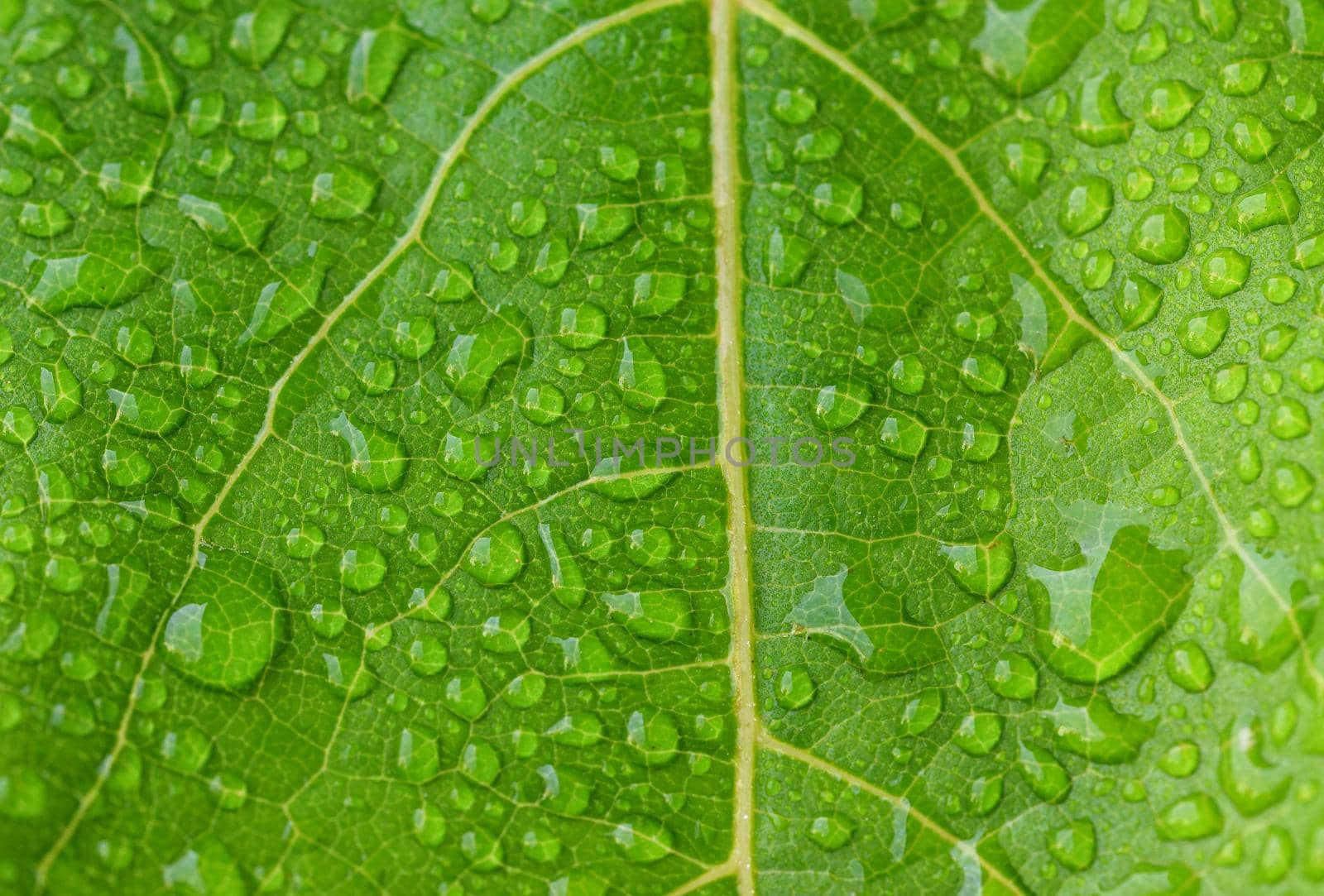 Green dewy leaf. Beautiful green fresh natural background.