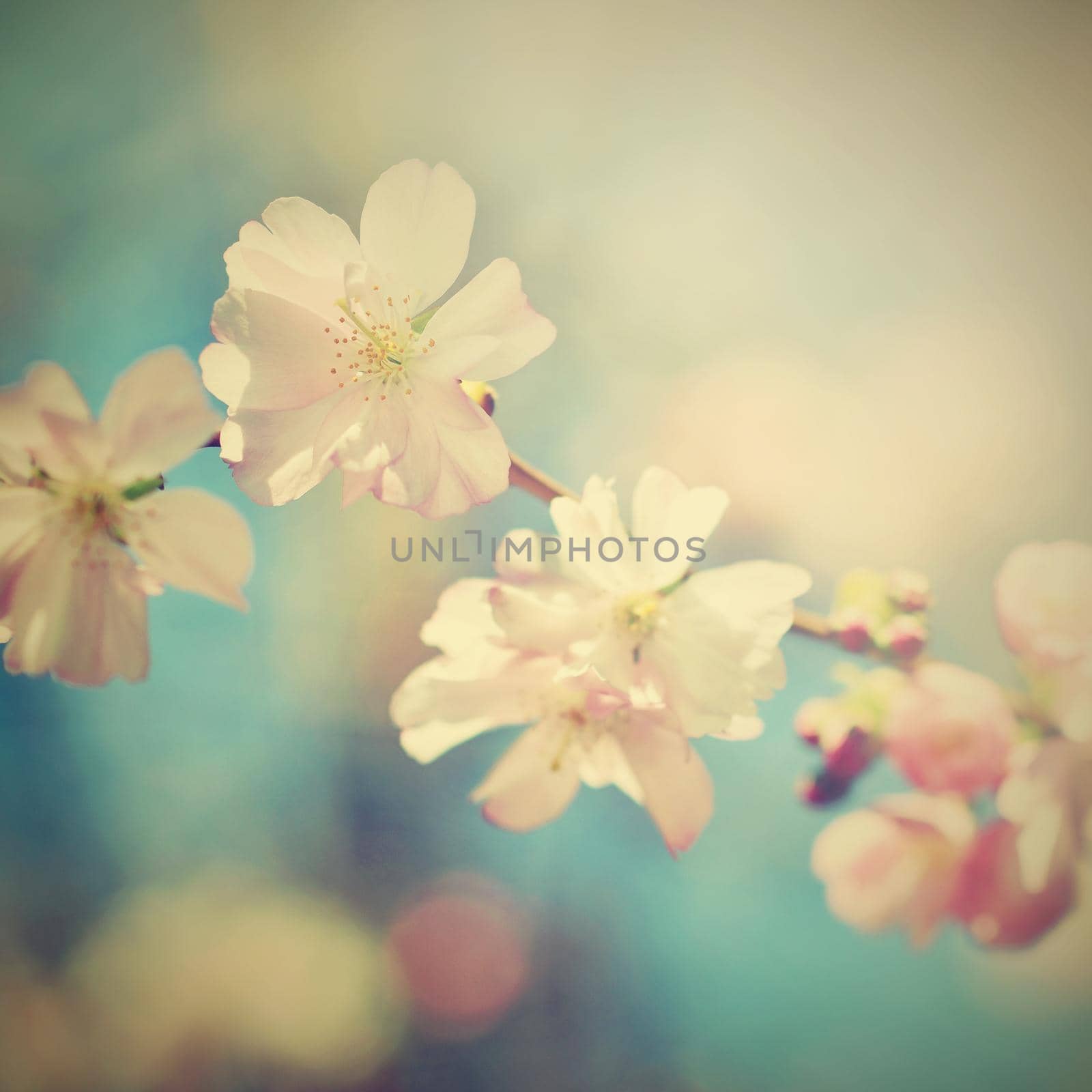 Beautiful blossom tree. Nature scene with sun in Sunny day. Spring flowers. Abstract blurred background in Springtime. 