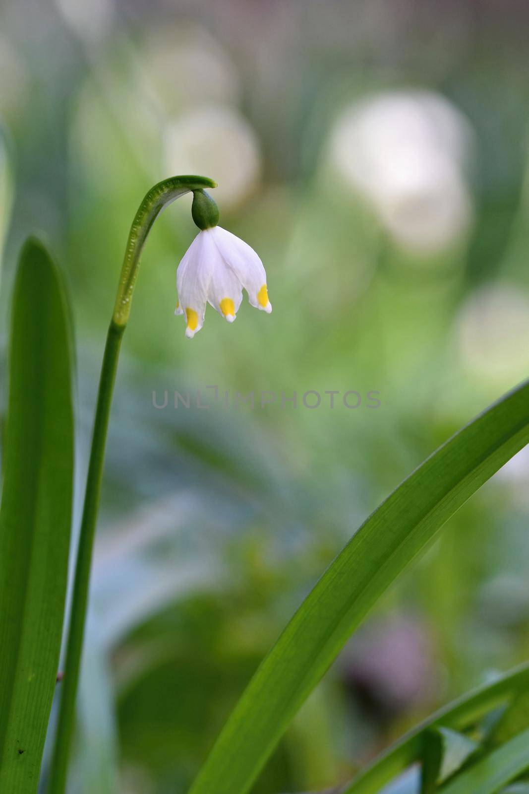 Beautiful blooming spring snowflakes flowers. (leucojum vernum carpaticum) by Montypeter