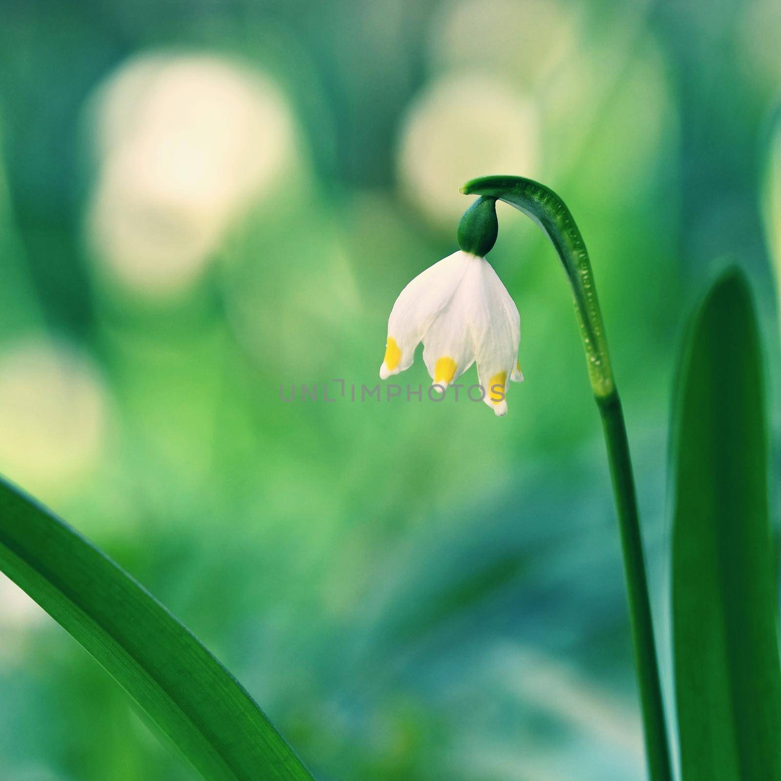 Beautiful blooming spring snowflakes flowers. (leucojum vernum carpaticum) by Montypeter